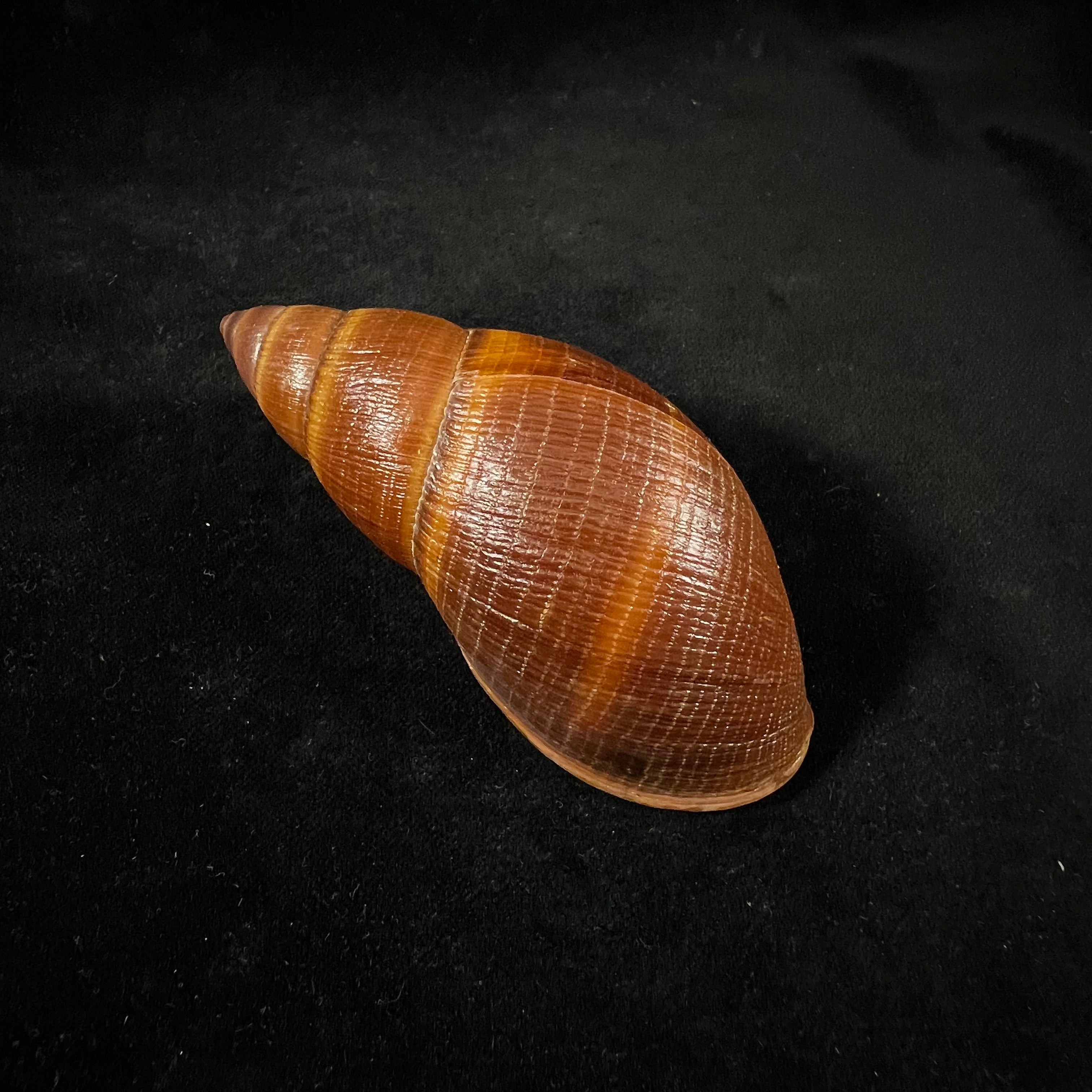 Thaumastus sangoae(Tschudi in Troschel,1852) - 97,6mm