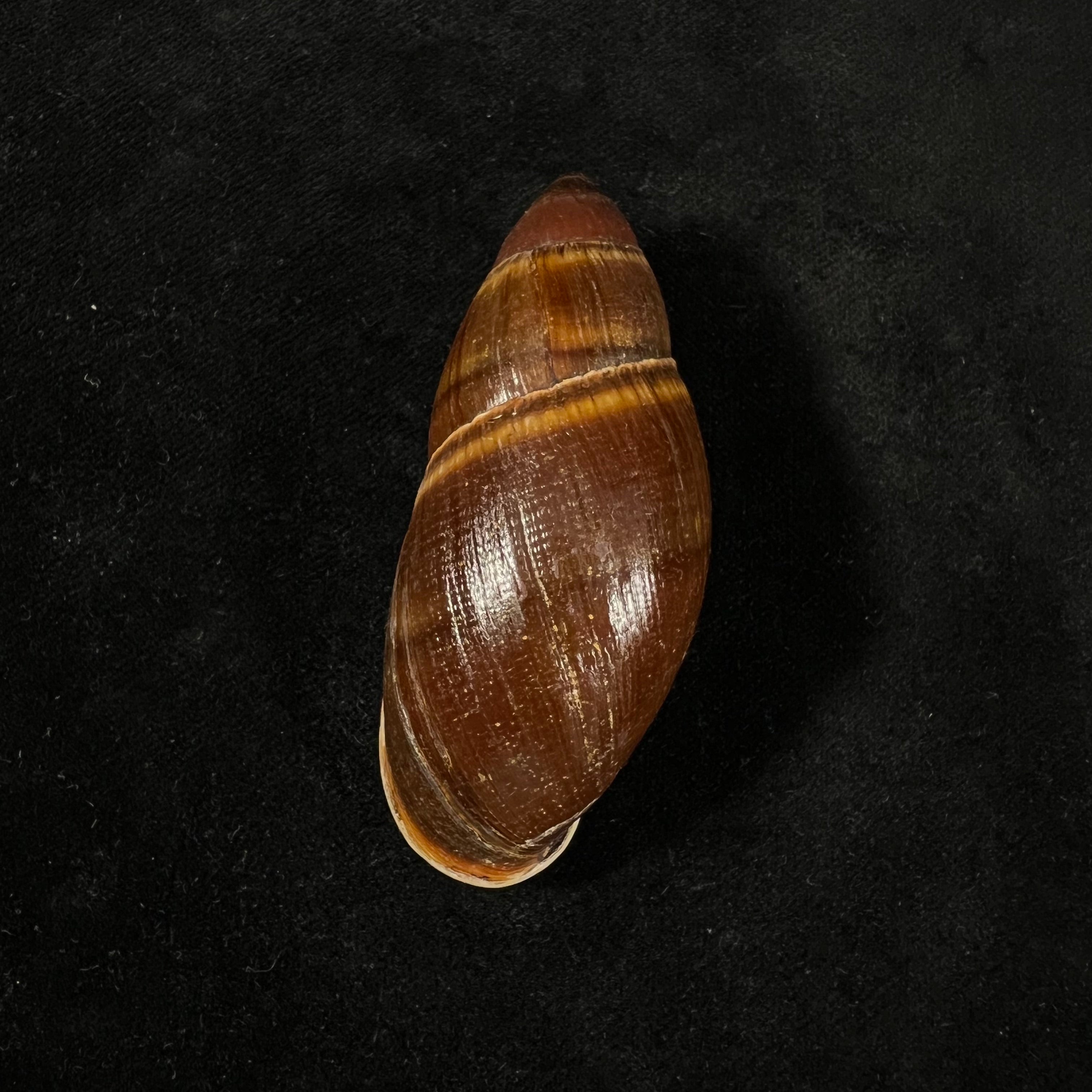 Thaumastus foveolatus (Reeve, 1849) - 69,8mm