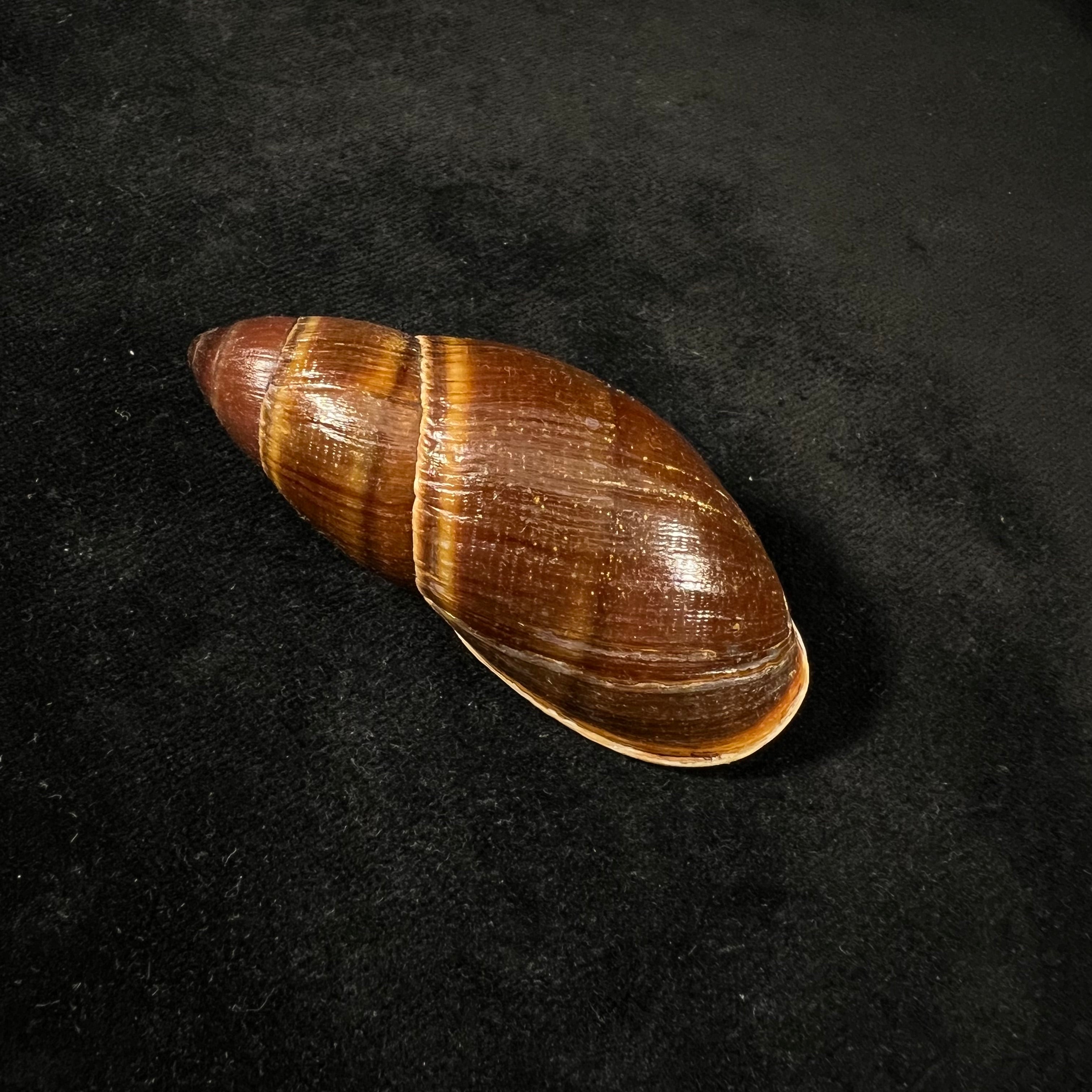Thaumastus foveolatus (Reeve, 1849) - 69,8mm