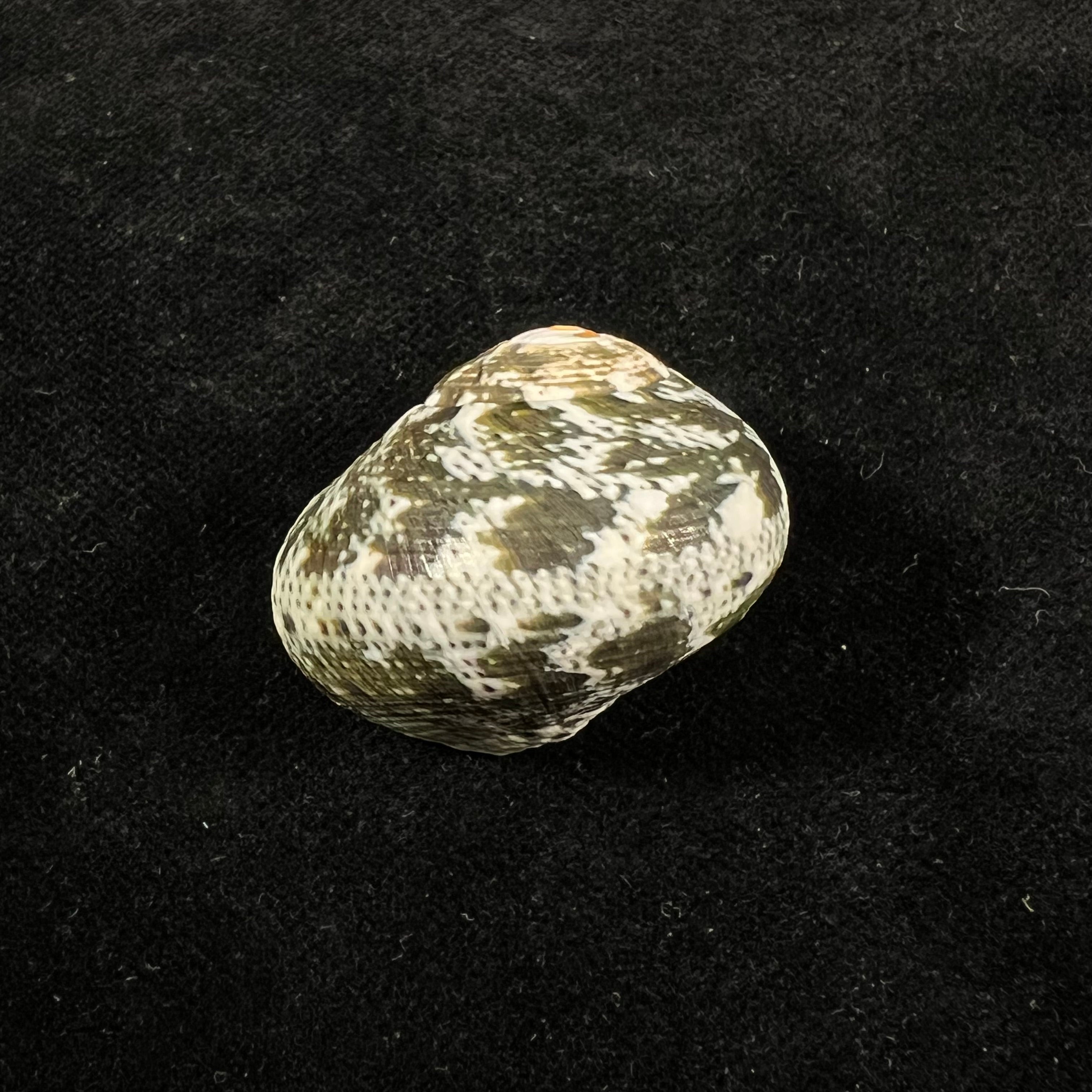 Lunella cinerea(生于 1778 年) - 31,7mm