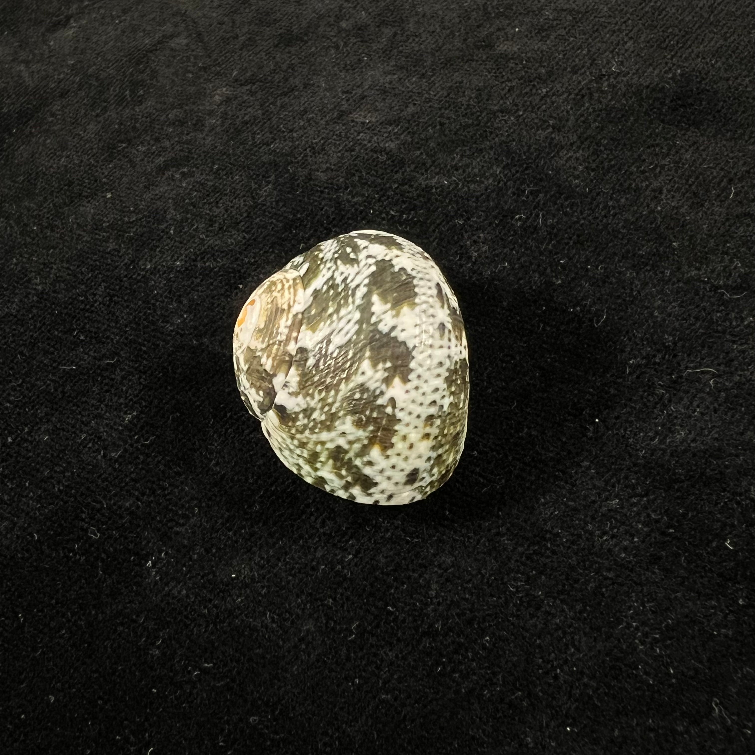 Lunella cinerea(生于 1778 年) - 31,7mm
