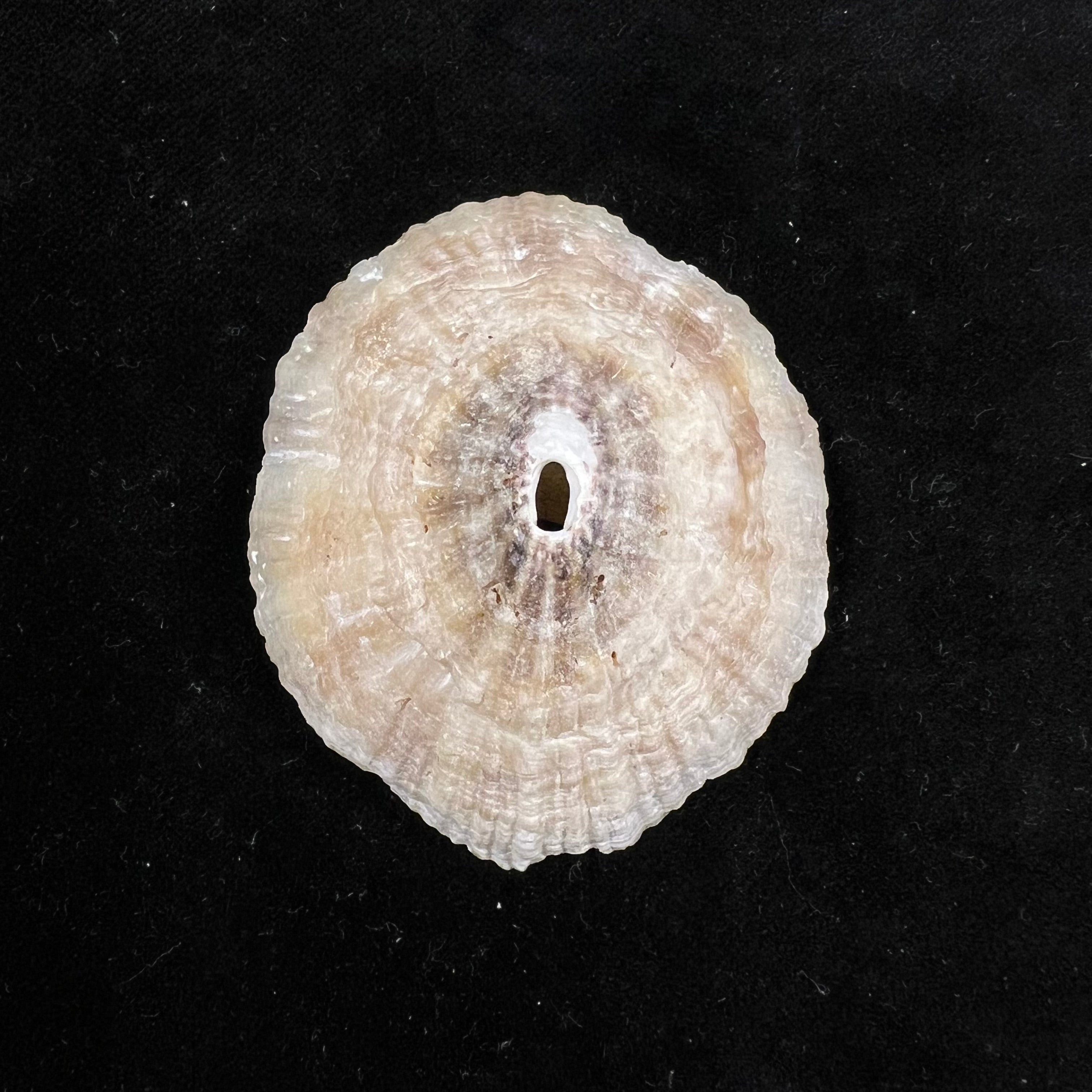 Fissurella costata RP 课程,1831 - 60,8mm