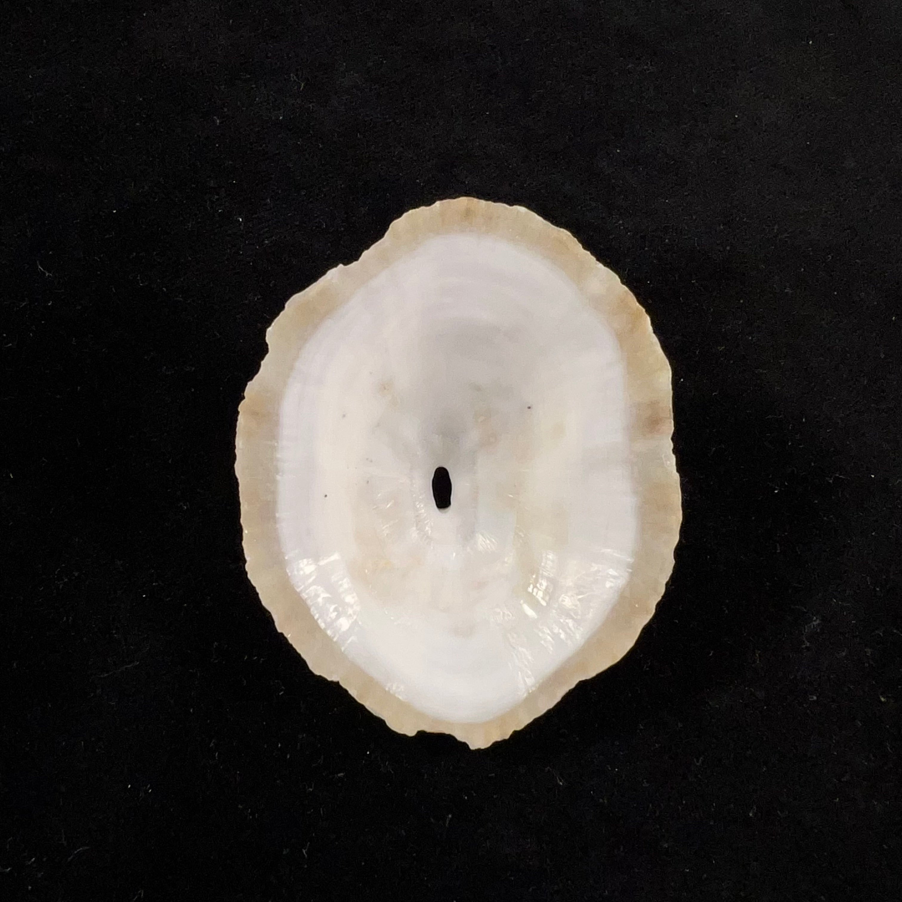 Fissurella costata RP 课程,1831 - 60,8mm