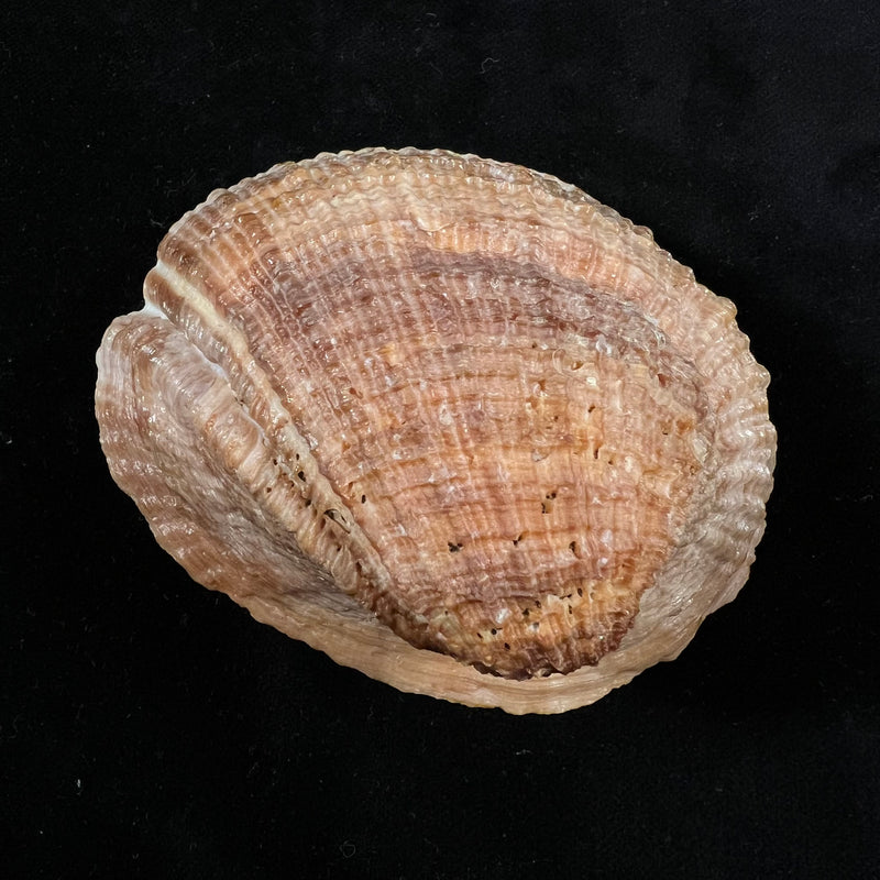 Concholepas concholepas (Bruguière, 1789) - 97mm