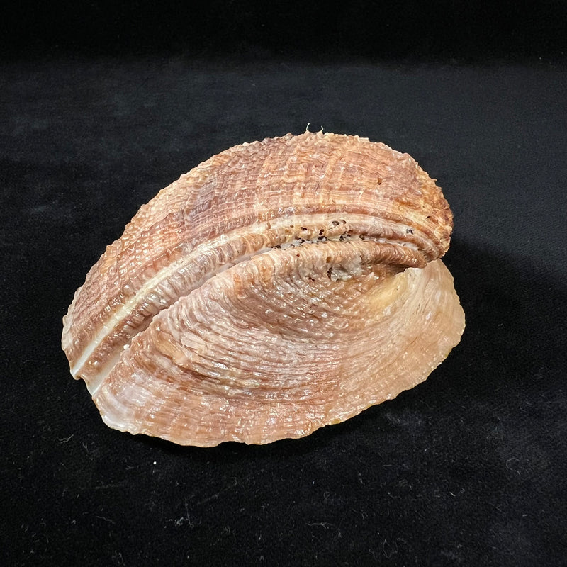Concholepas concholepas (Bruguière, 1789) - 97mm