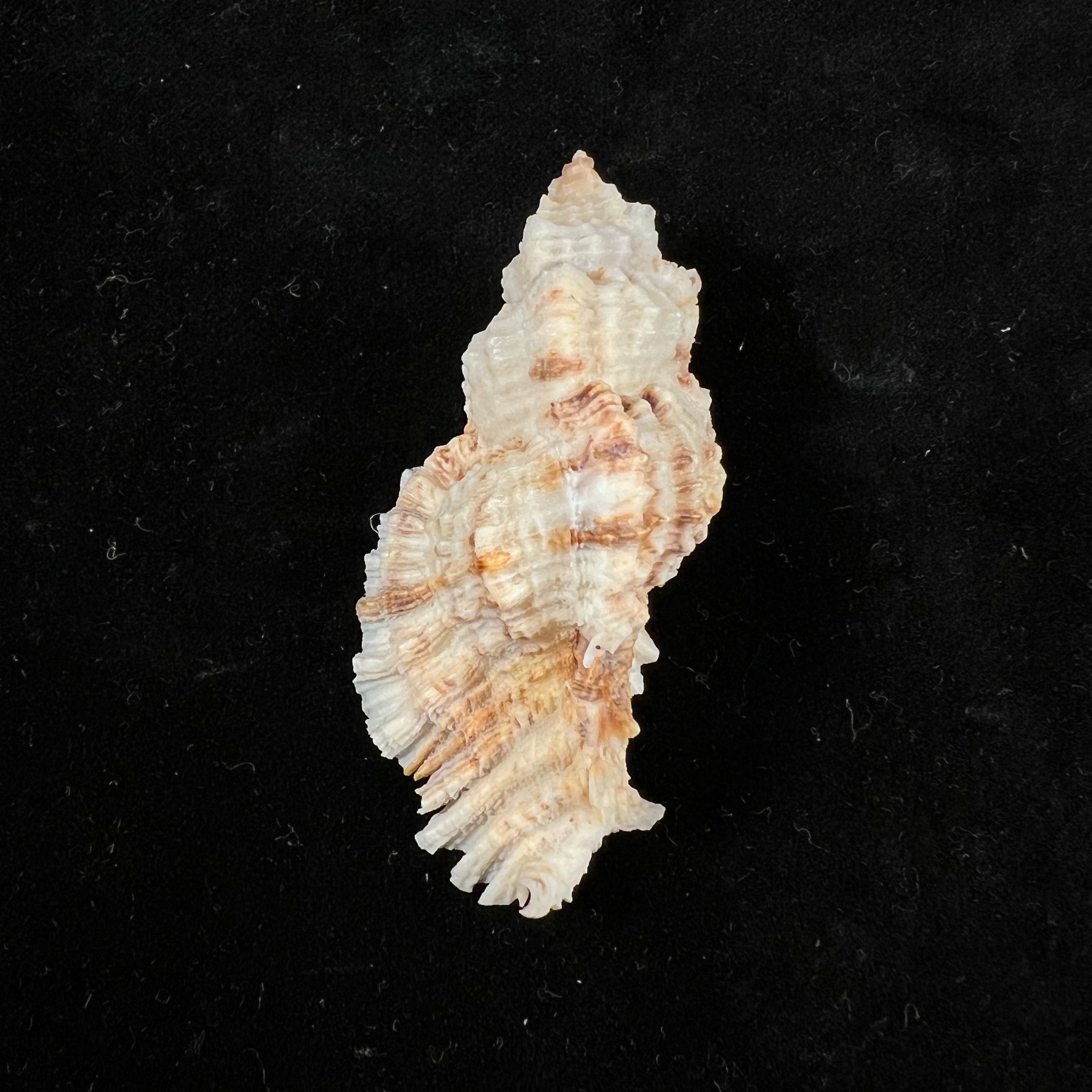 Naquetia cumingii (A. Adams, 1853) - 54,5毫米