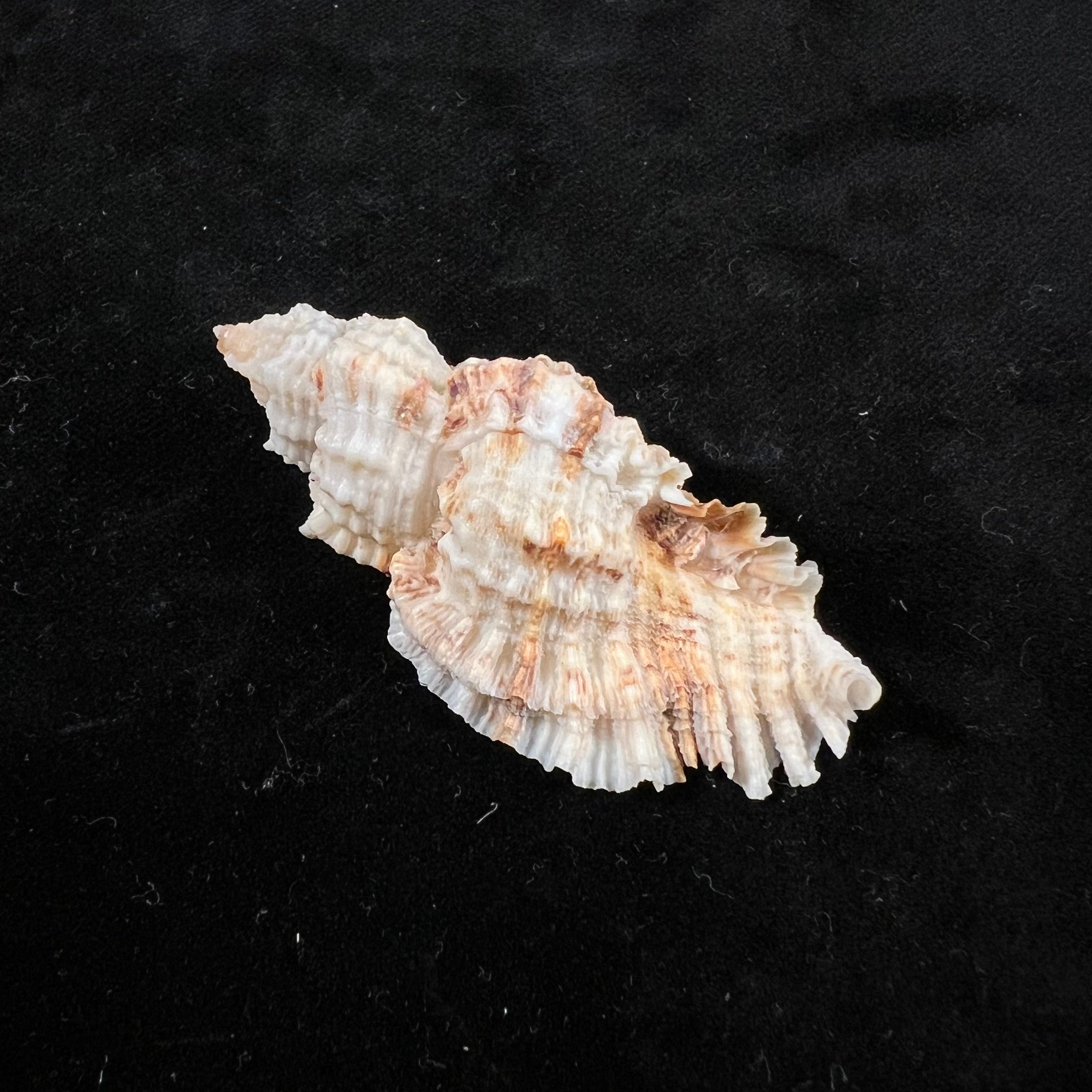 Naquetia cumingii (A. Adams, 1853) - 54,5毫米