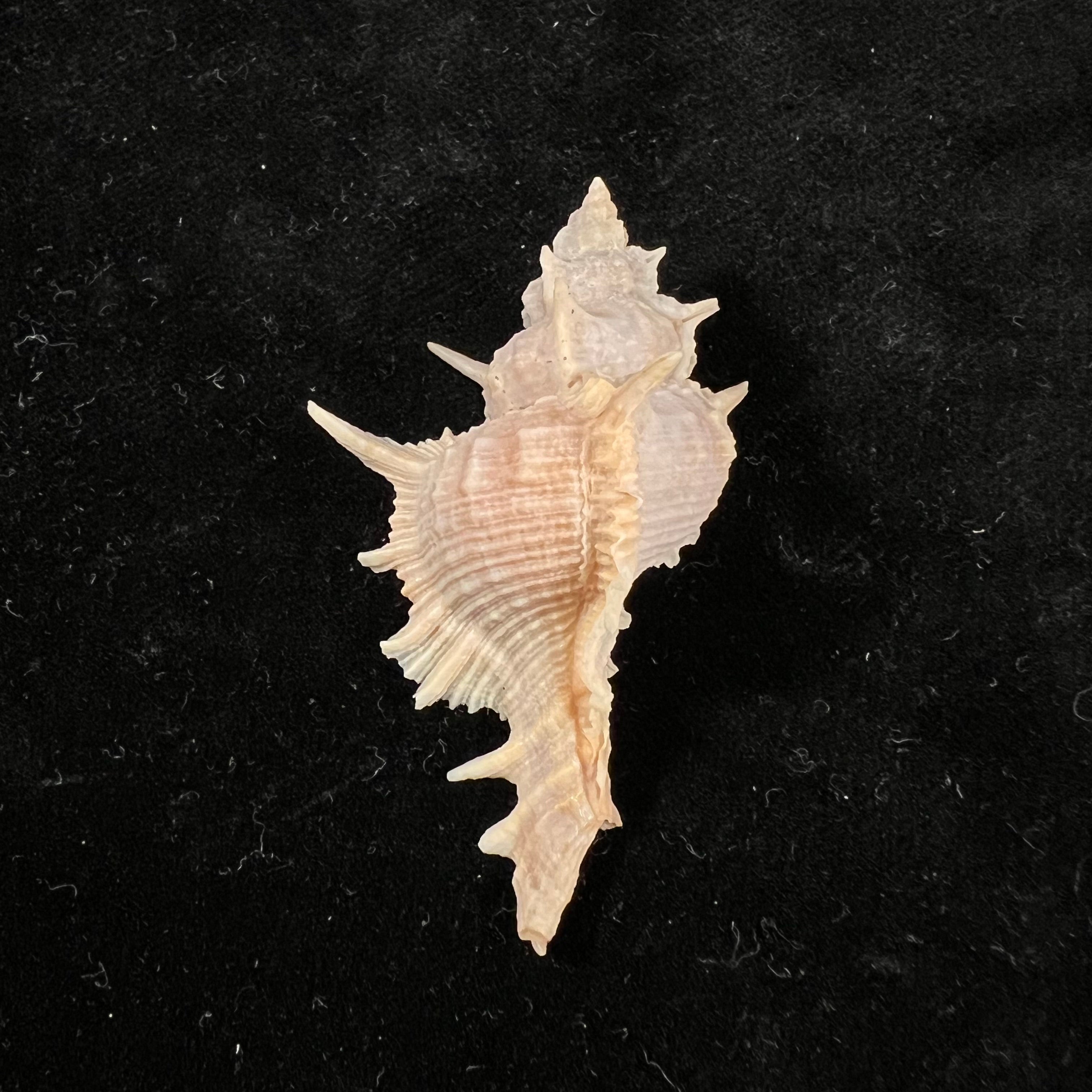 Siratus formosus (GB Sowerby II, 1841) - 53mm