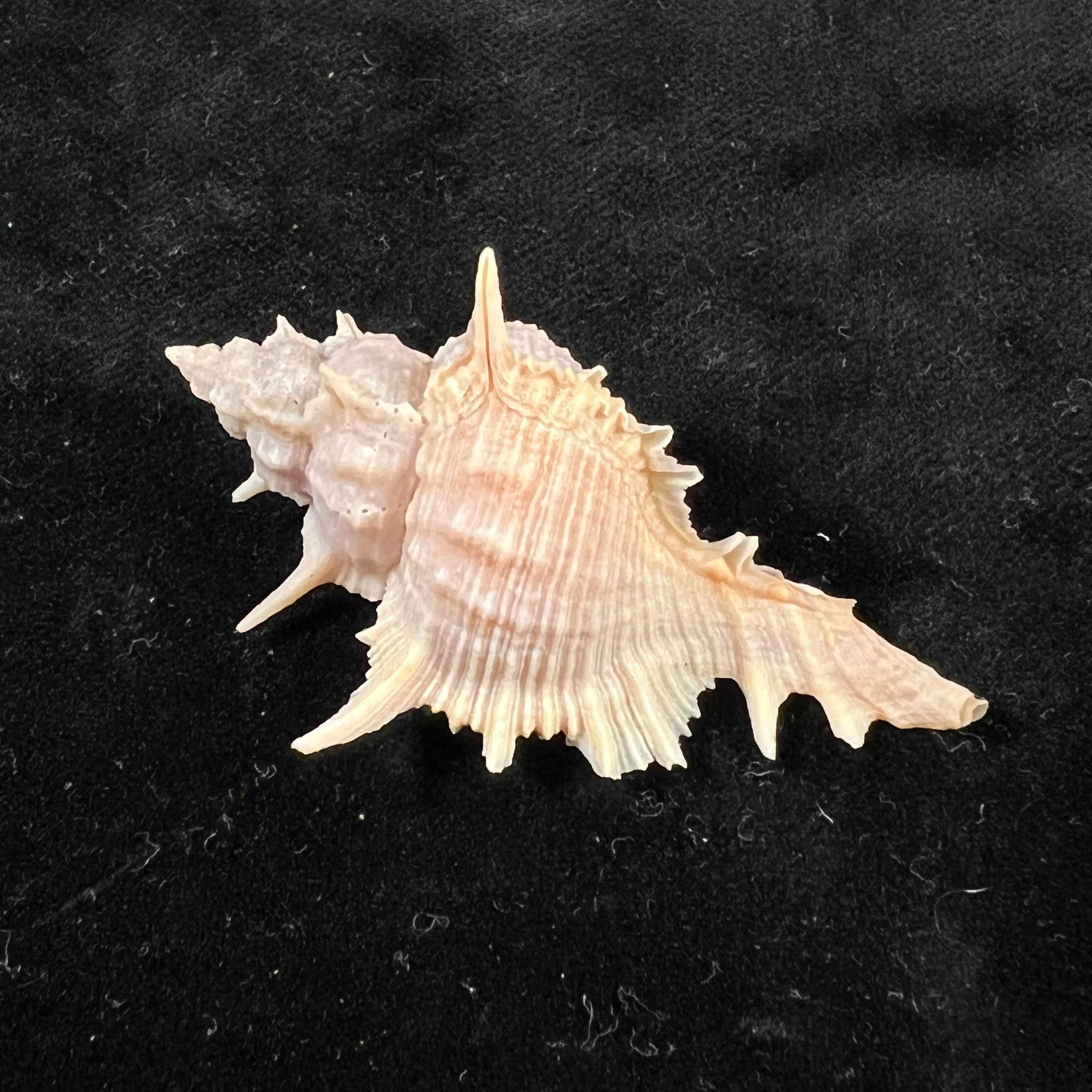 Siratus formosus (GB Sowerby II, 1841) - 53mm