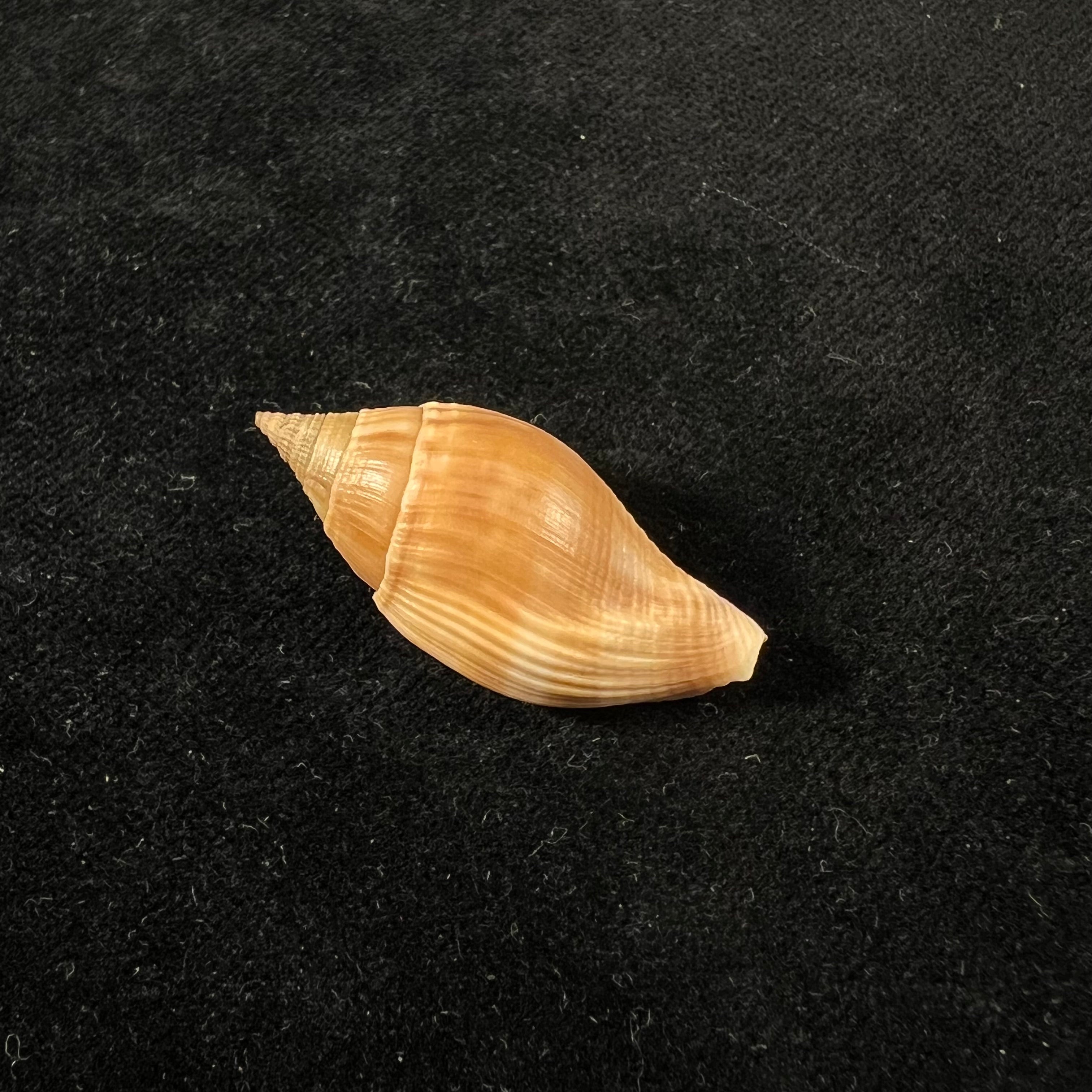 Metula cumingii A. Adams, 1853 - 33,7毫米
