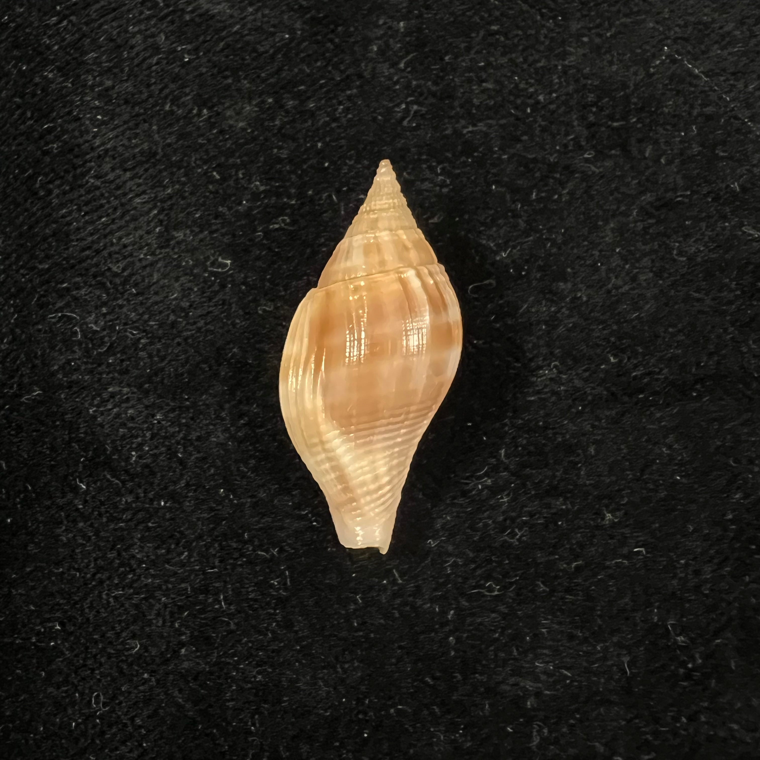 Metula cumingii A. Adams, 1853 - 31,6毫米