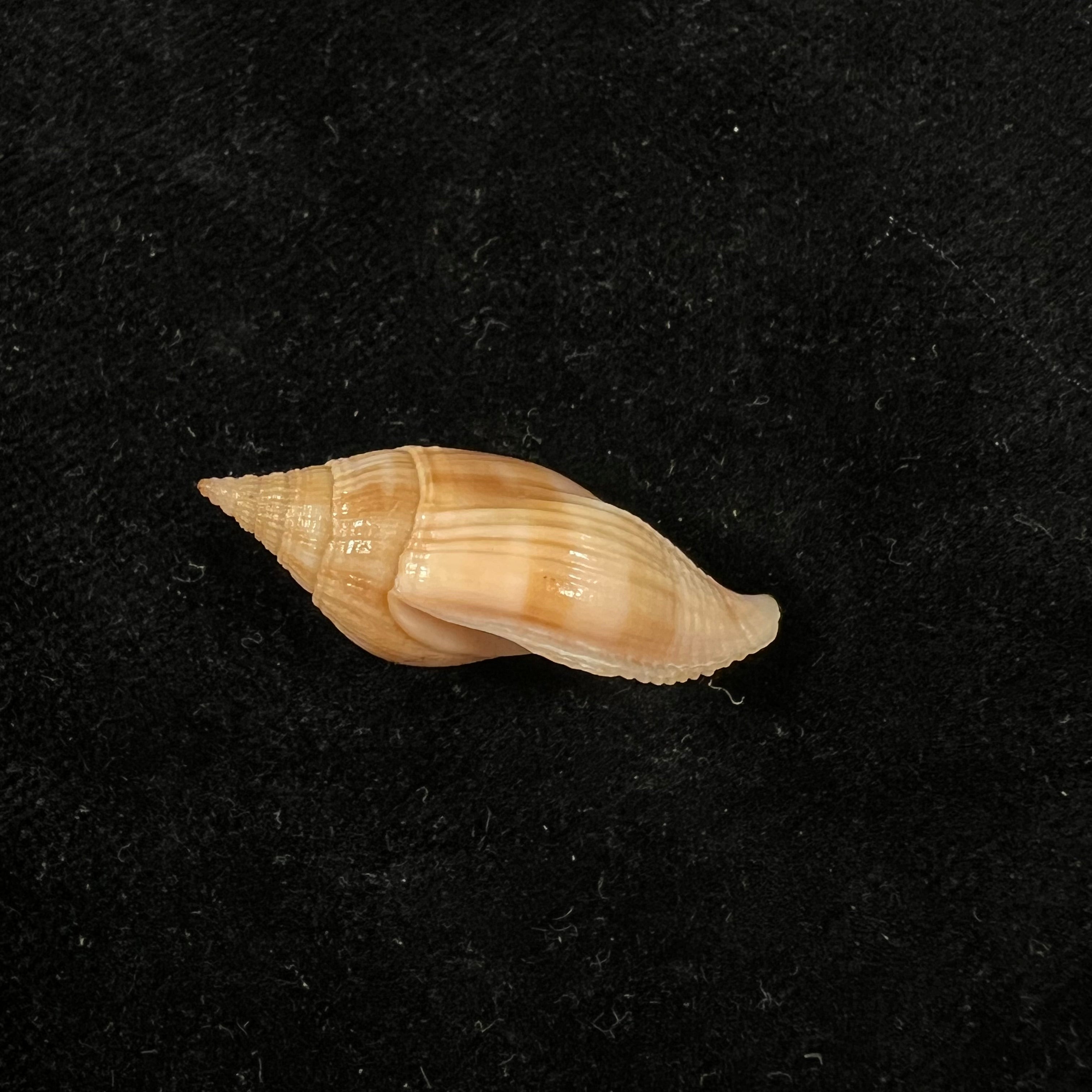 Metula cumingii A. Adams, 1853 - 31,6毫米