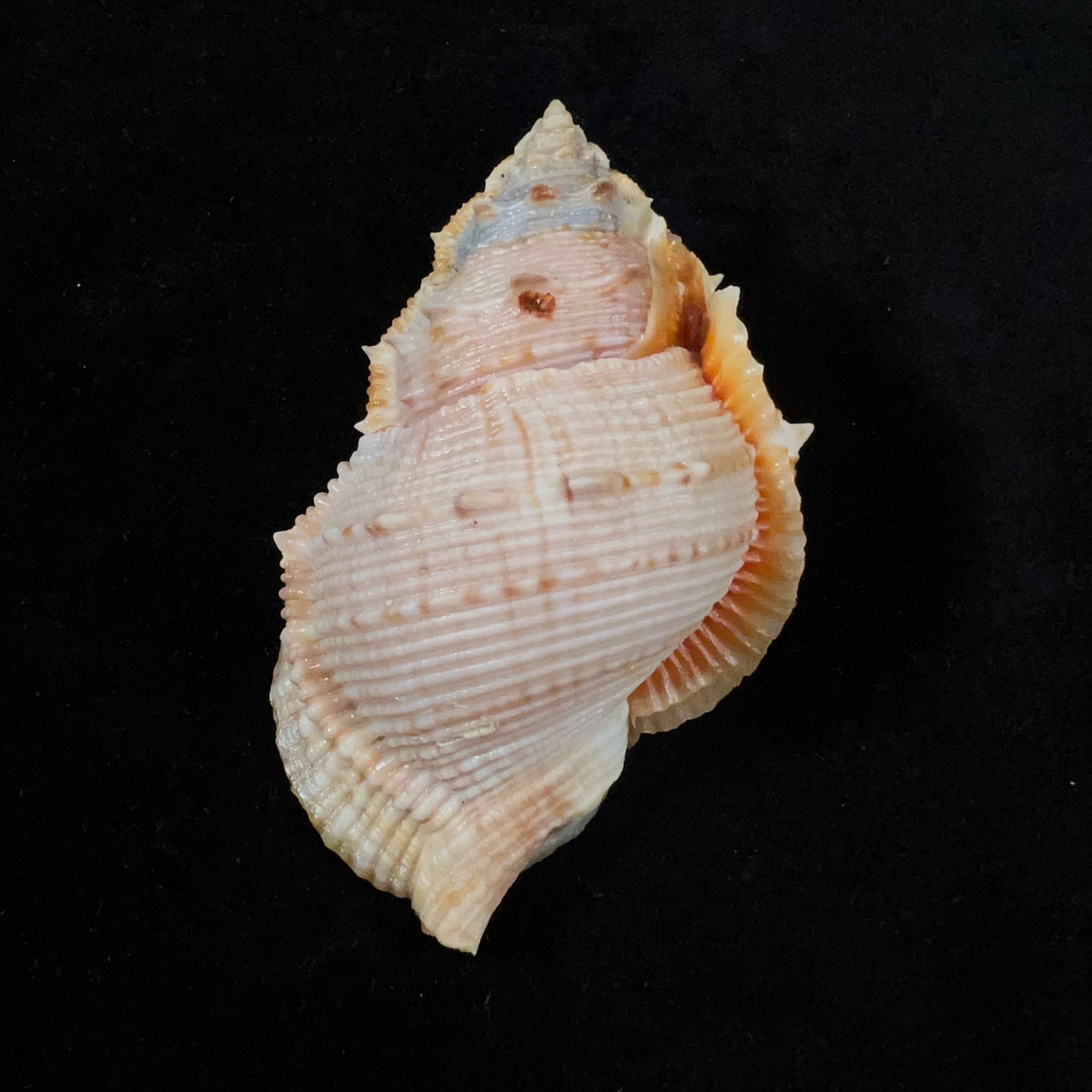 Bufonaria foliata (Broderip, 1825) - 91,7mm