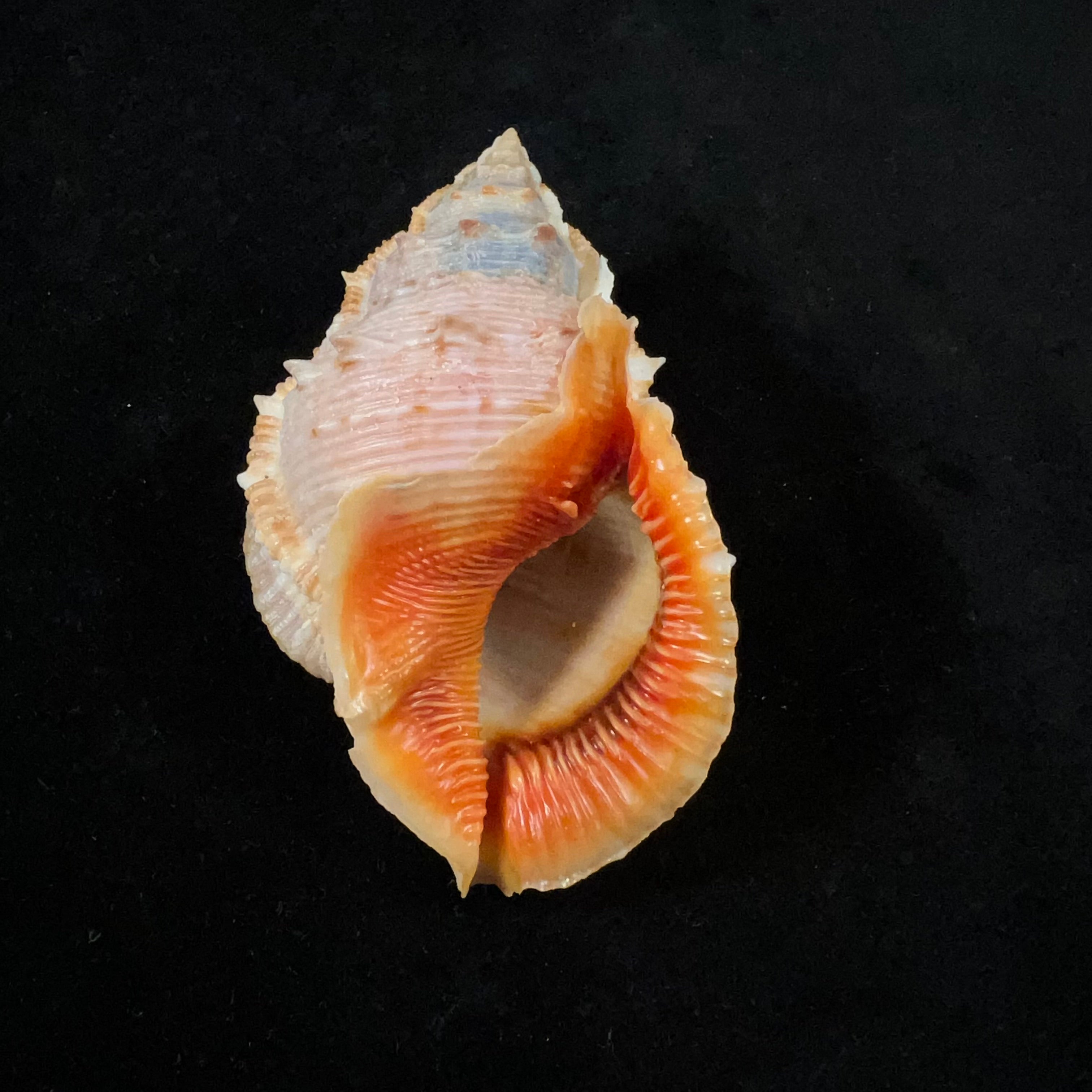 Bufonaria foliata (Broderip, 1825) - 91,7mm