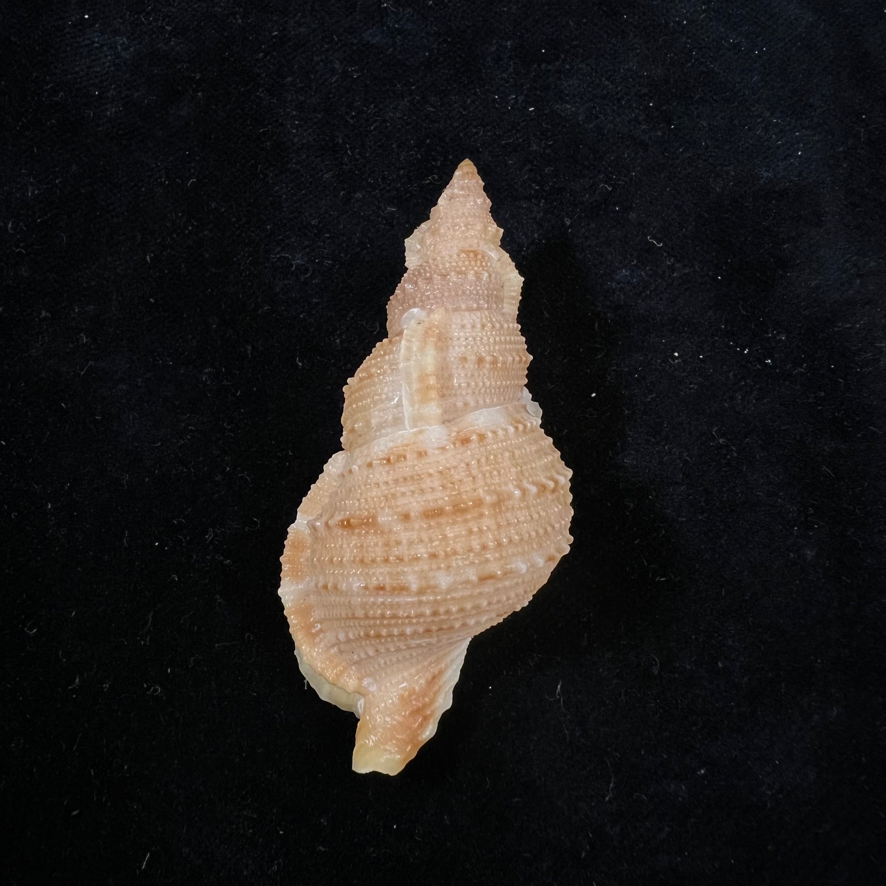 Tritonoranella natalensis(Coelho & Matthews, 1970)- 63,6毫米