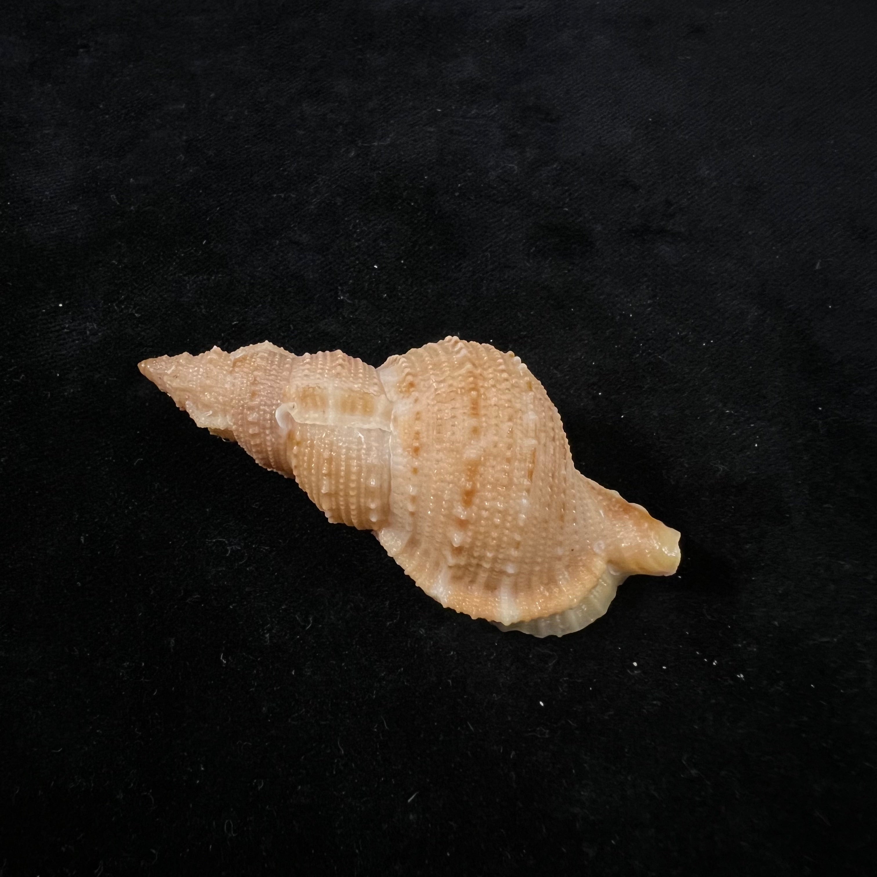 Tritonoranella natalensis(Coelho & Matthews, 1970)- 63,6毫米