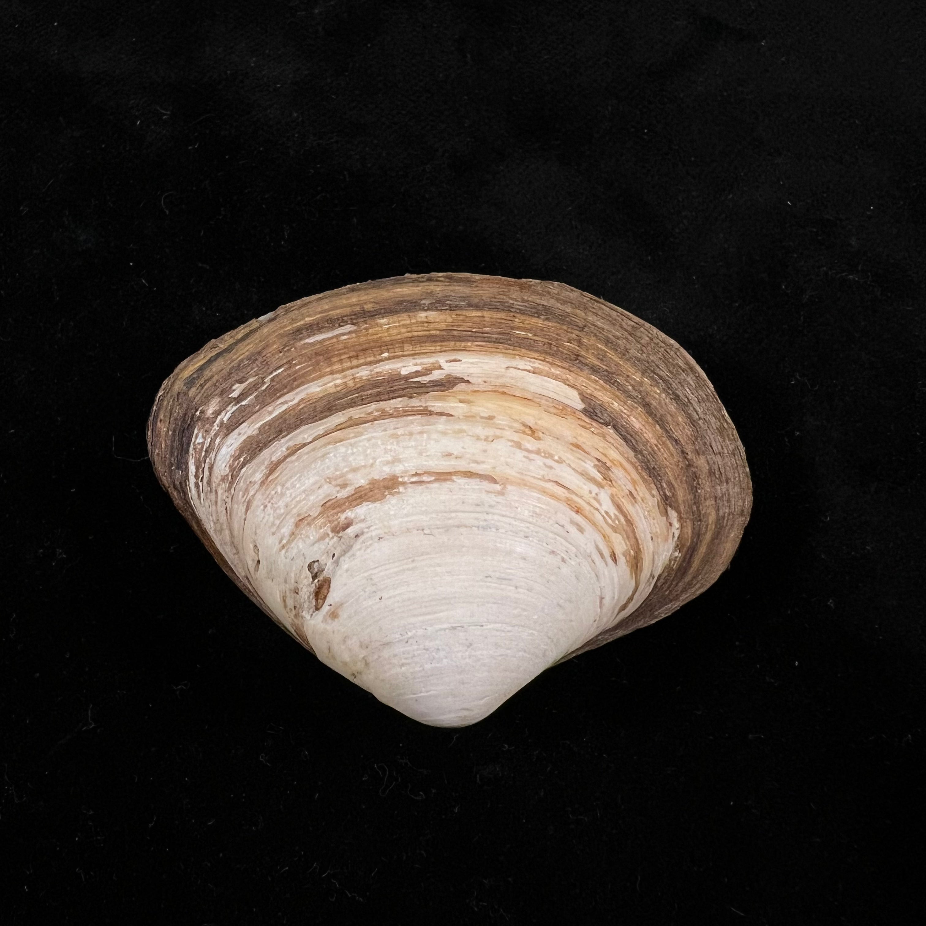 Spisula isabelleana (A. d'Orbigny, 1841) - 52,4毫米