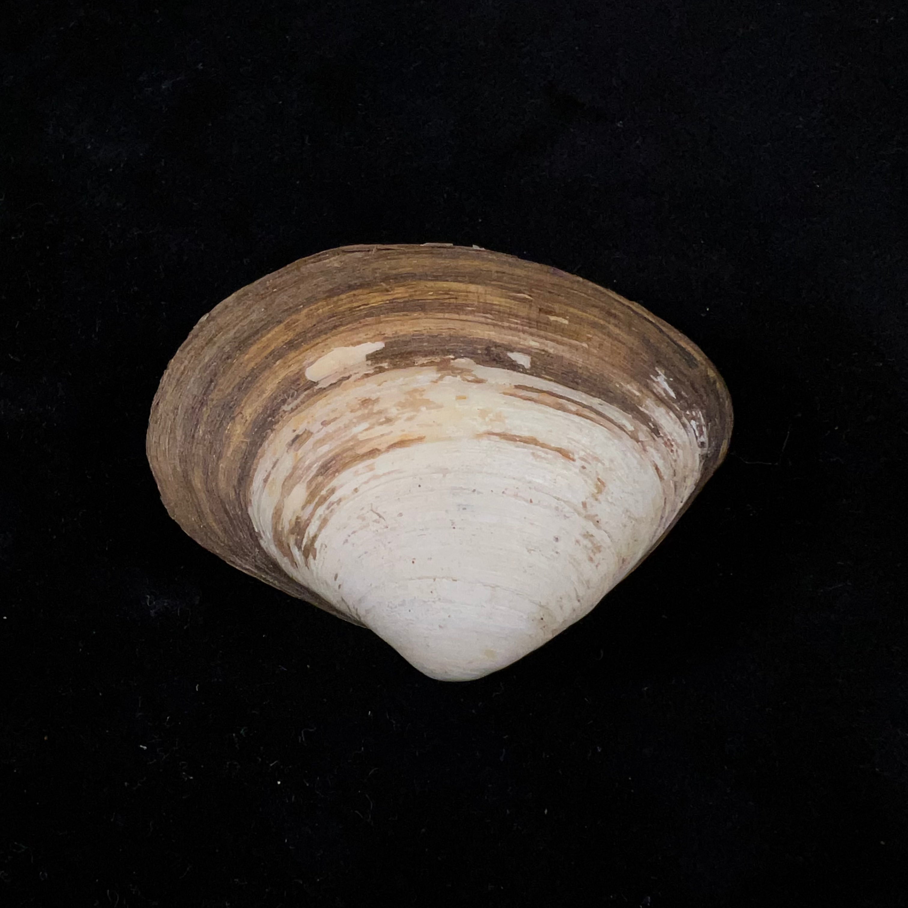 Spisula isabelleana (A. d'Orbigny, 1841) - 52,4毫米