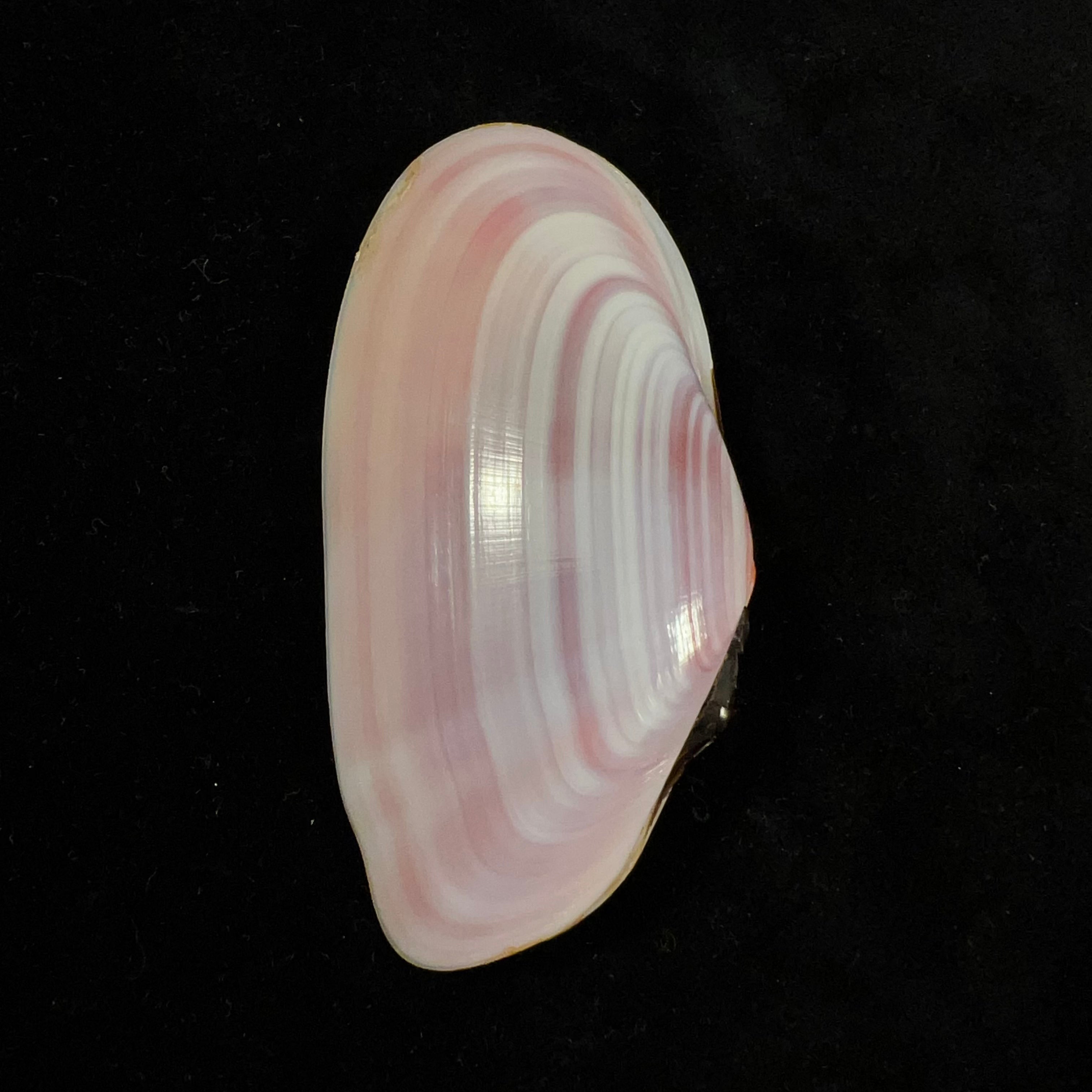 Tellina brasiliana Spengler,1798年 - 82,9毫米
