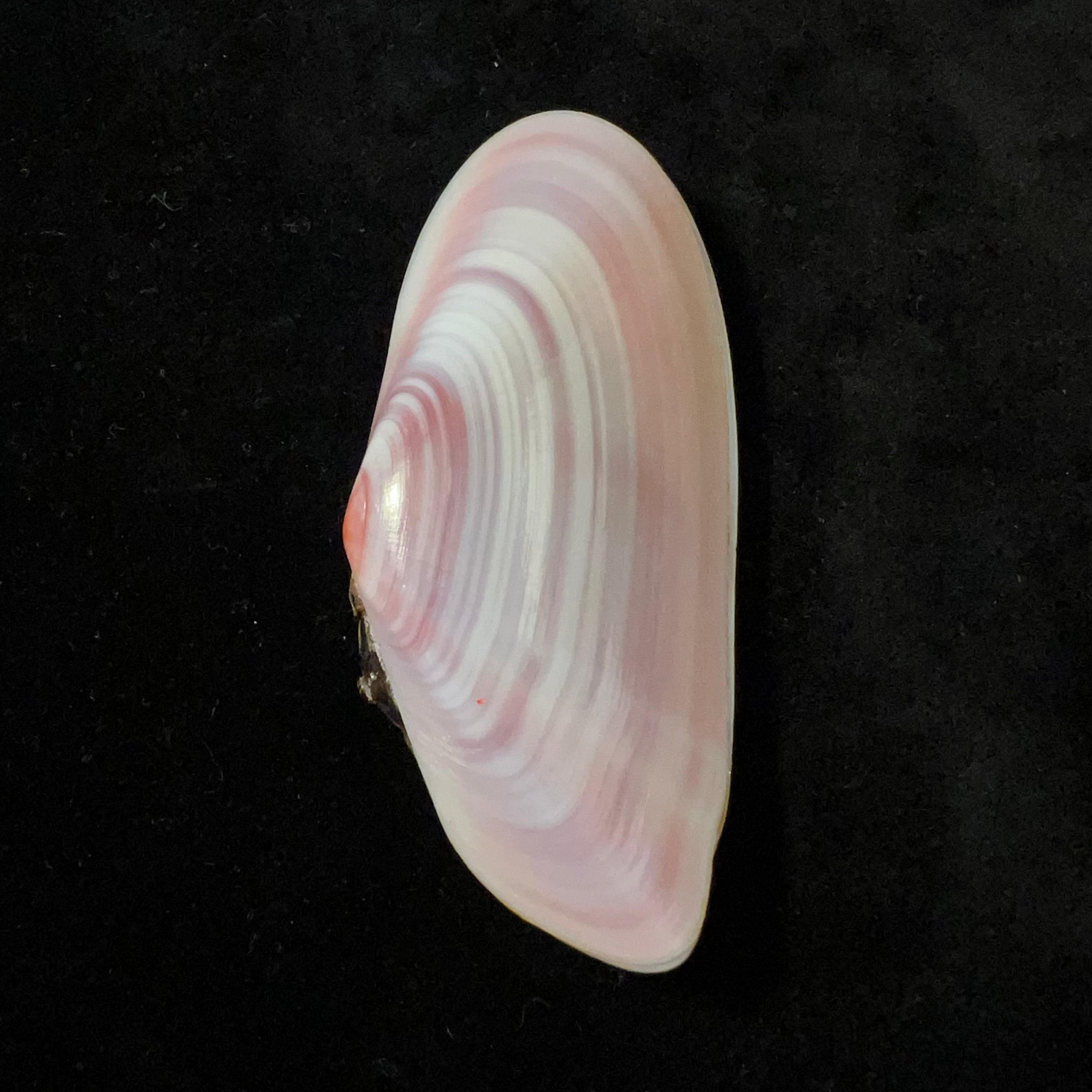 Tellina brasiliana Spengler,1798年 - 82,9毫米