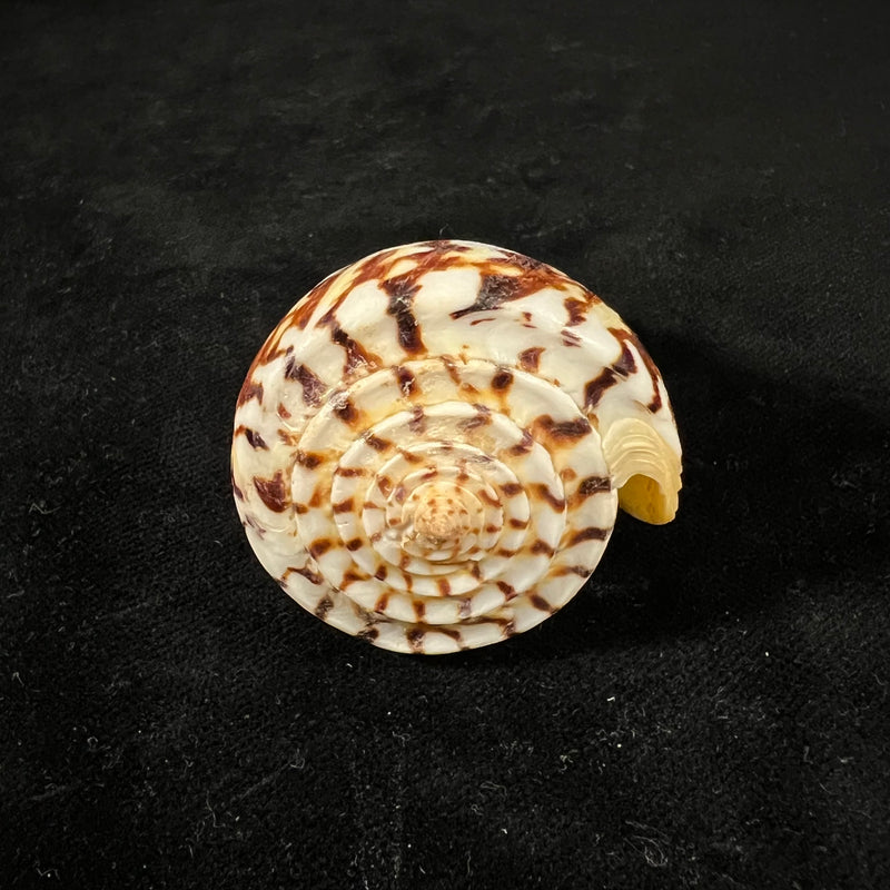 Conasprella centurio (Born, 1778) - 65,7mm