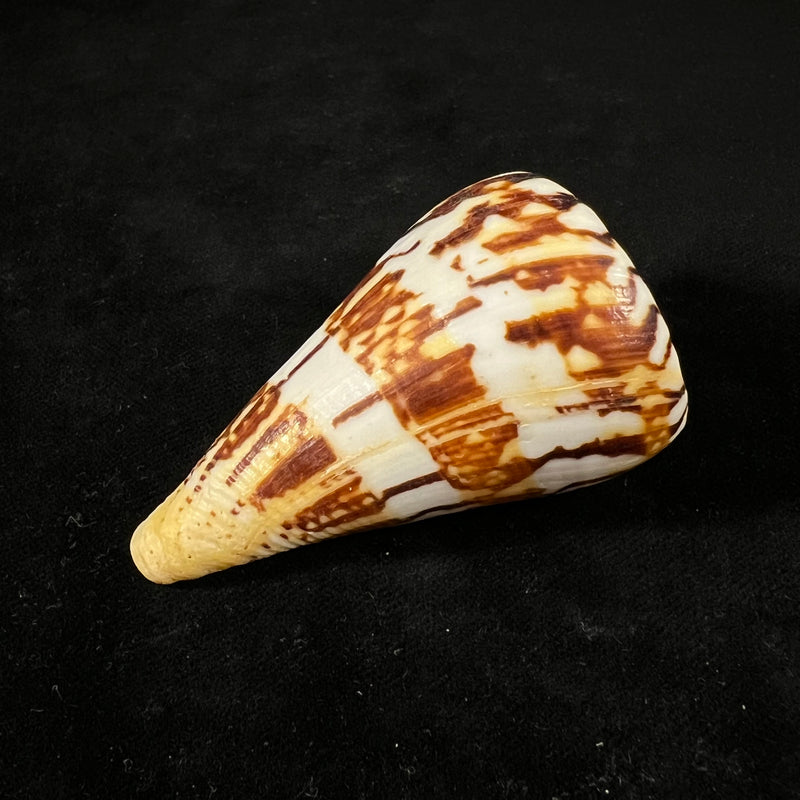 Conasprella centurio (Born, 1778) - 65,7mm