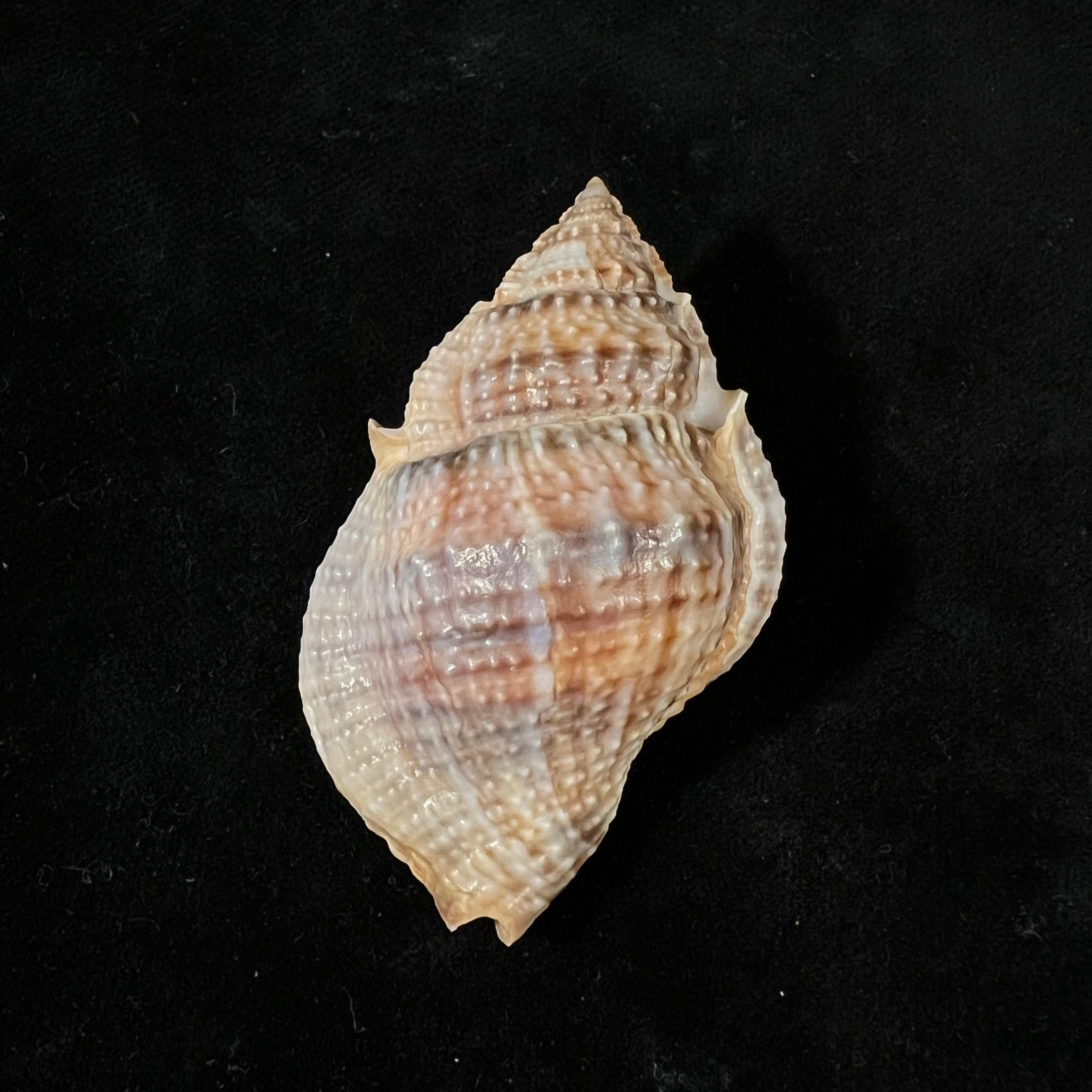 Marsupina bufo (Bruguière, 1792) - 59,1mm