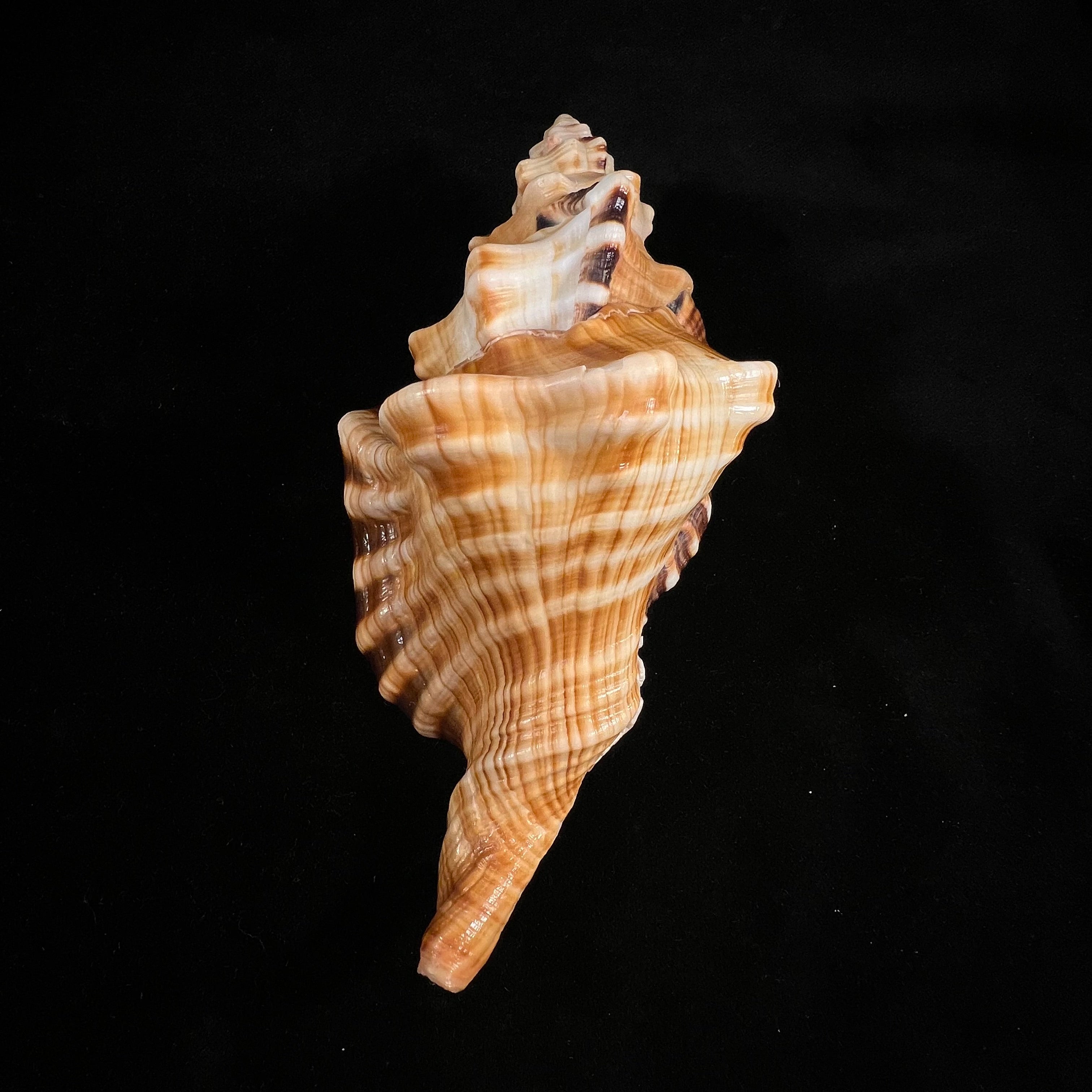 Cymatium ranzanii (Bianconi, 1850) - 174,5mm