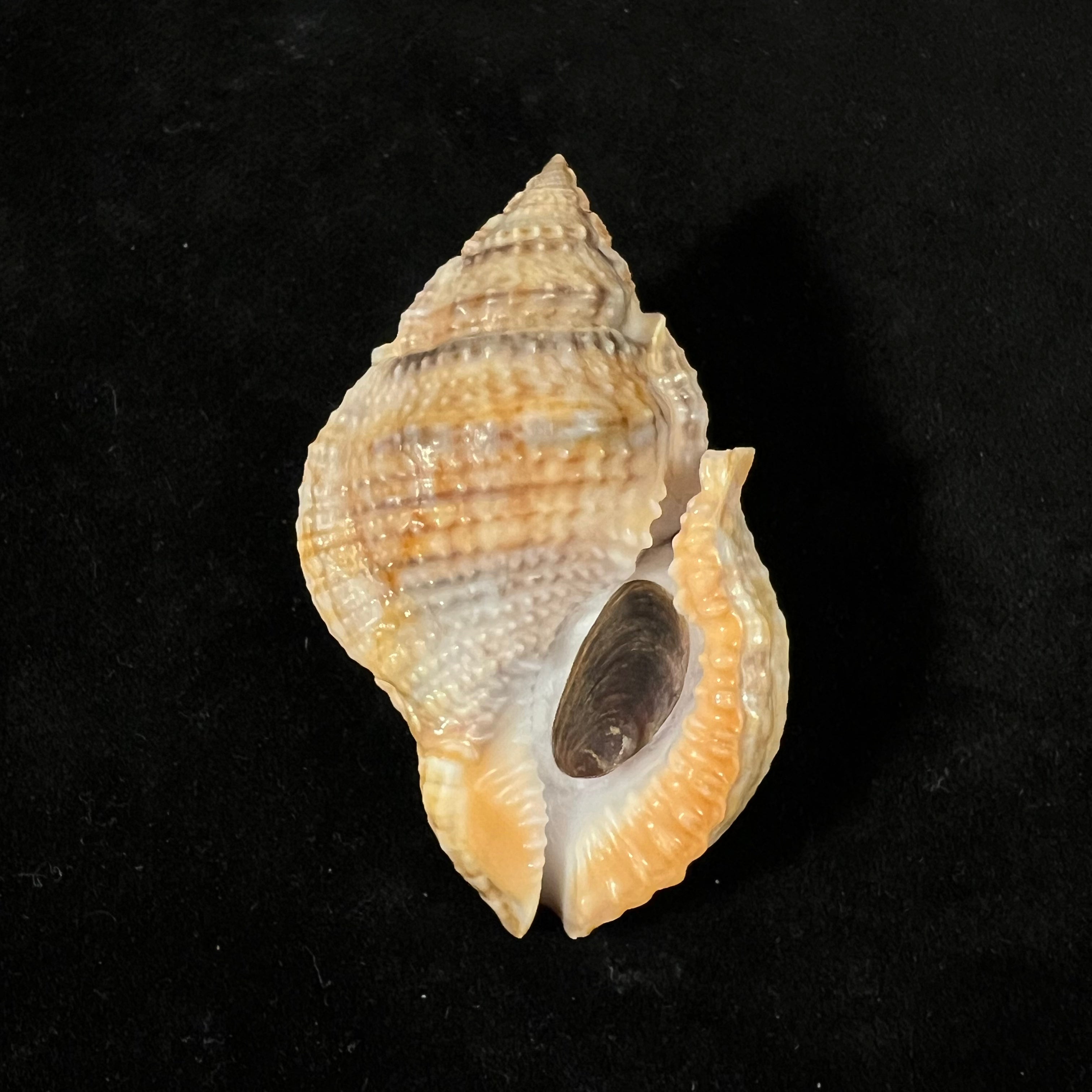 Marsupina bufo (Bruguière, 1792) - 59,1mm