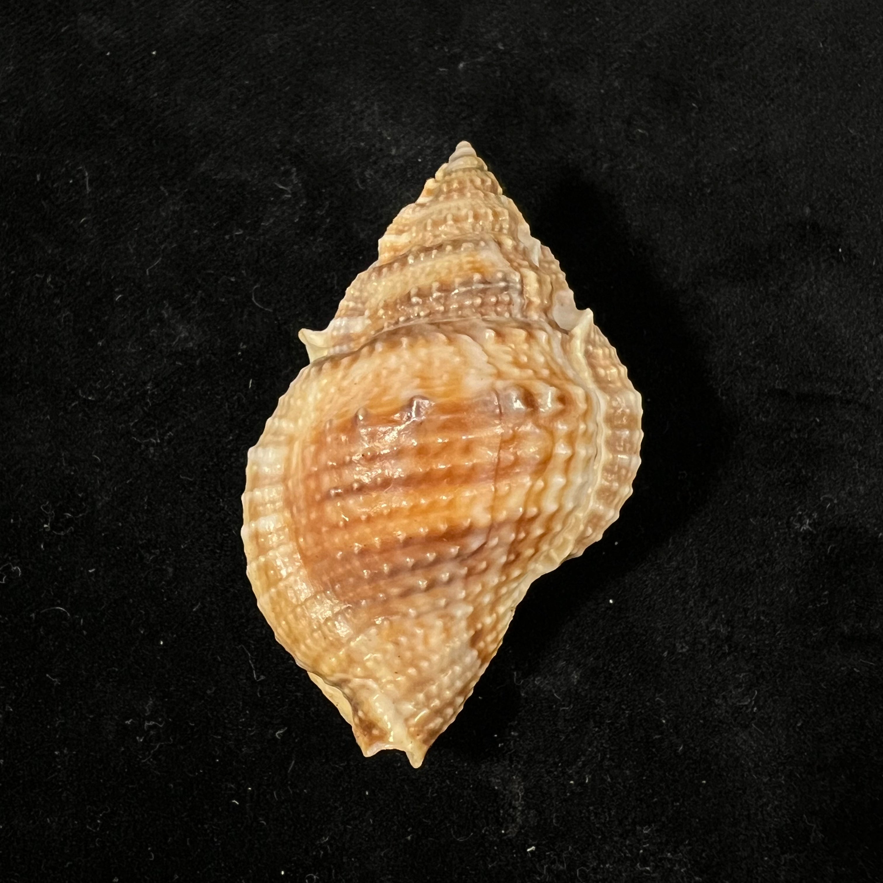 Marsupina bufo (Bruguière, 1792) - 53 毫米