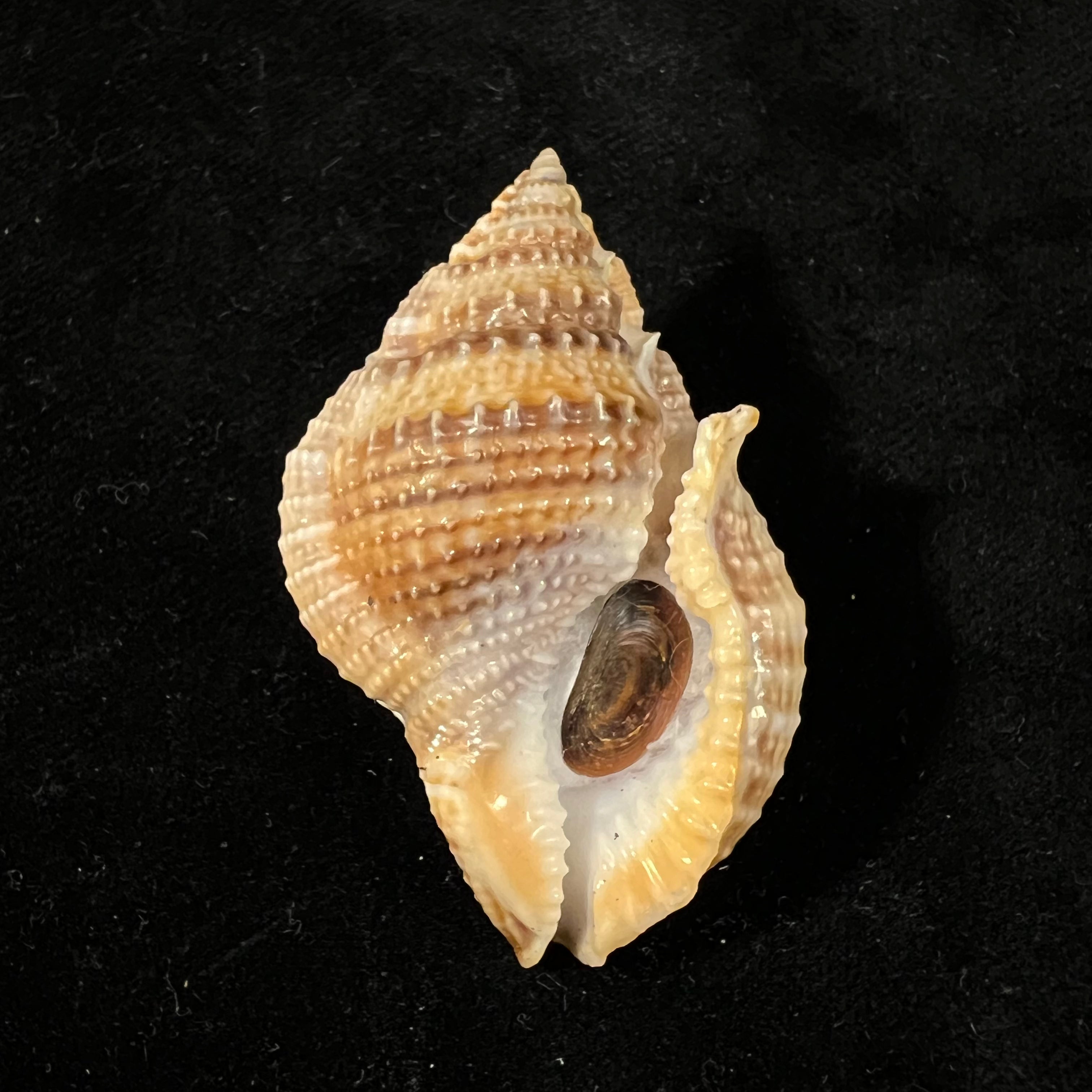 Marsupina bufo (Bruguière, 1792) - 53 毫米