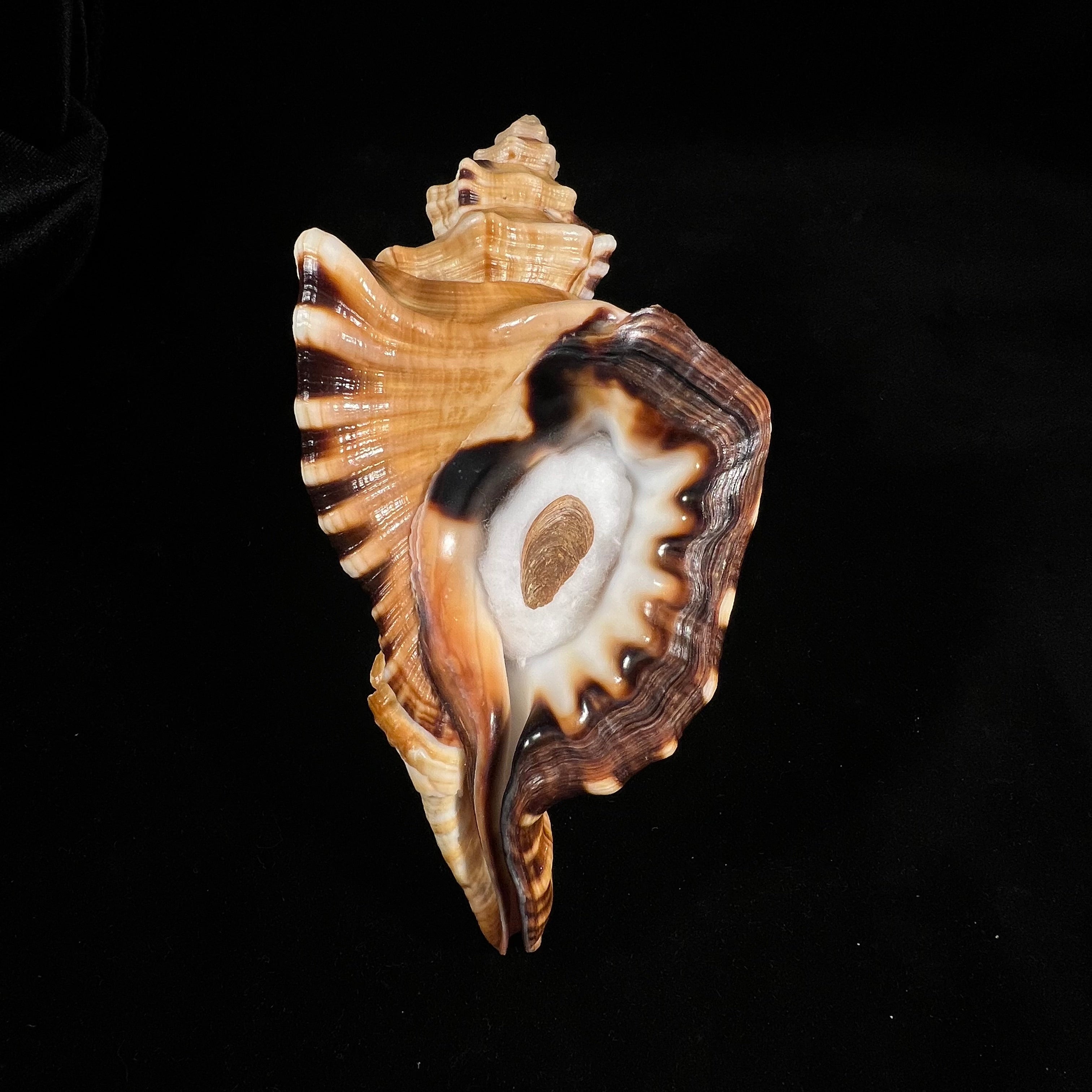 Cymatium ranzanii (Bianconi, 1850) - 174,5mm