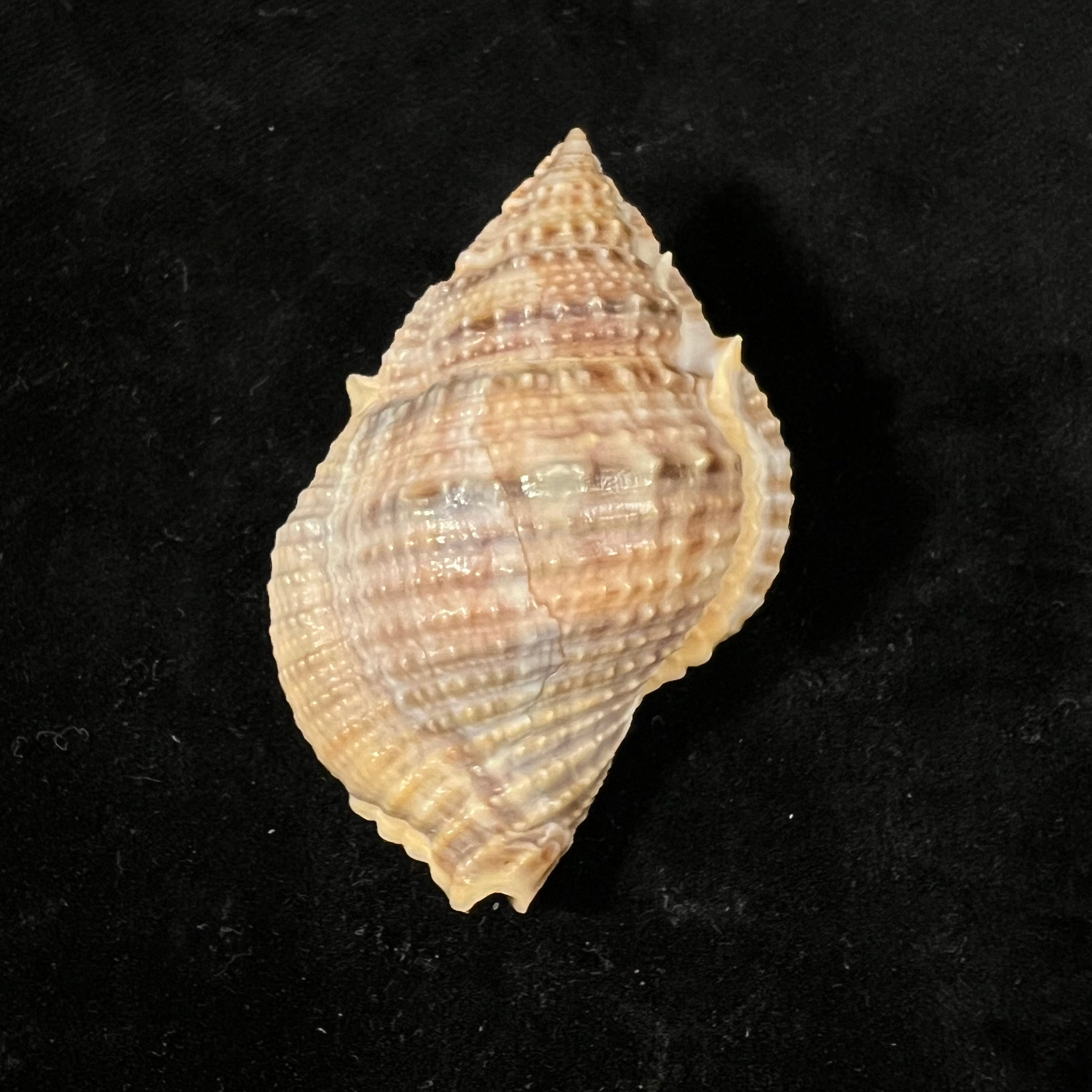 Marsupina bufo (Bruguière, 1792) - 56,3mm