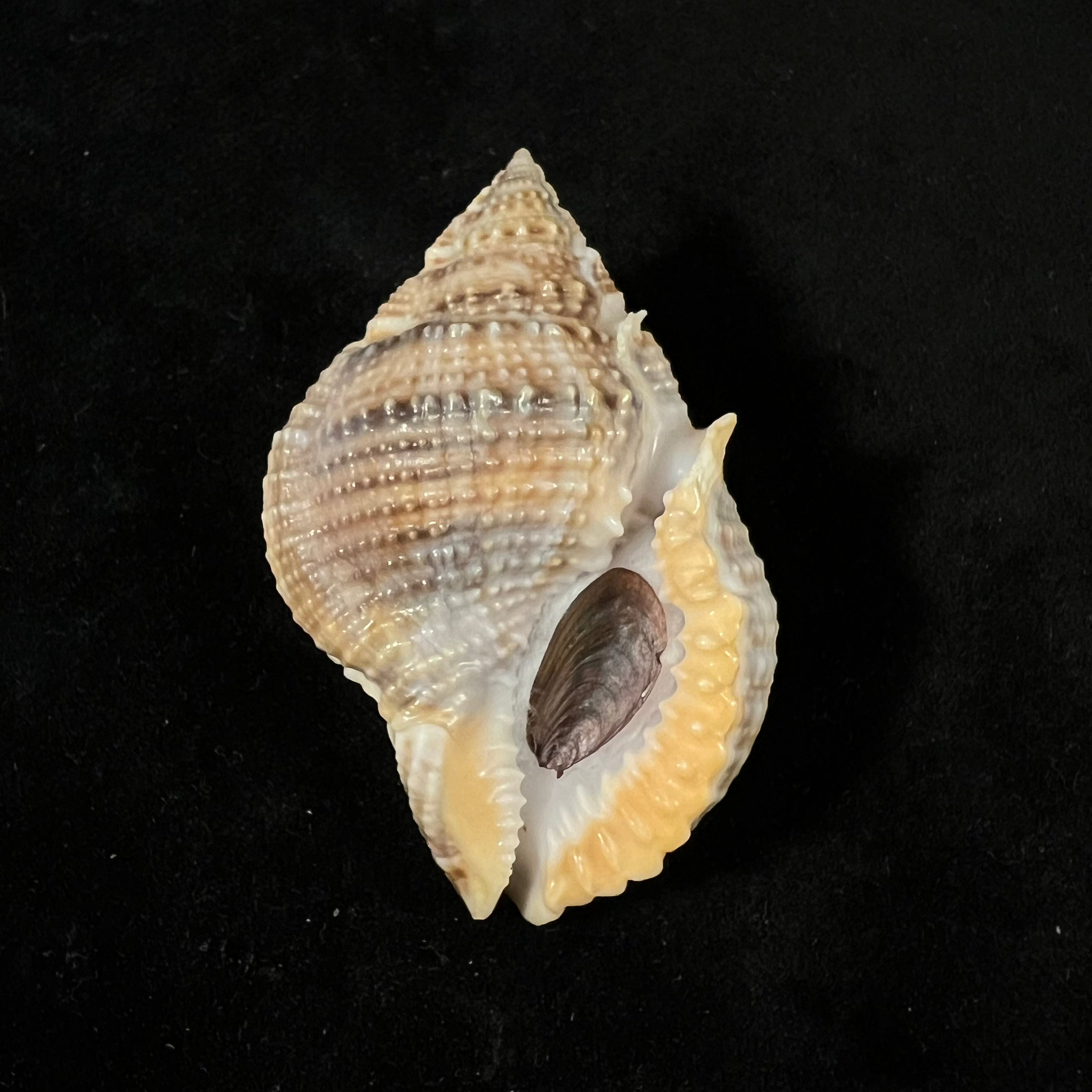 Marsupina bufo (Bruguière, 1792) - 56,3mm