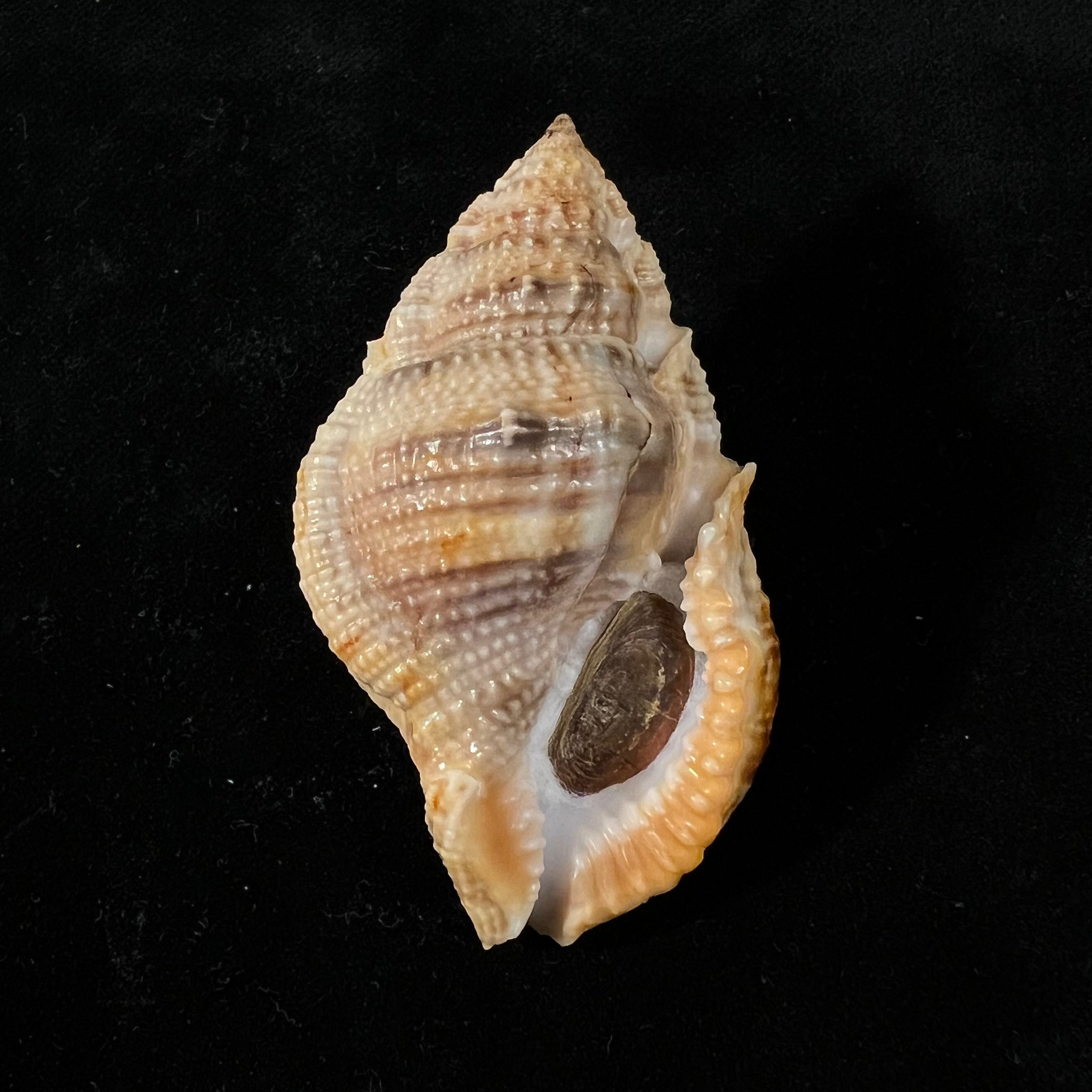 Marsupina bufo (Bruguière, 1792) - 62,1mm