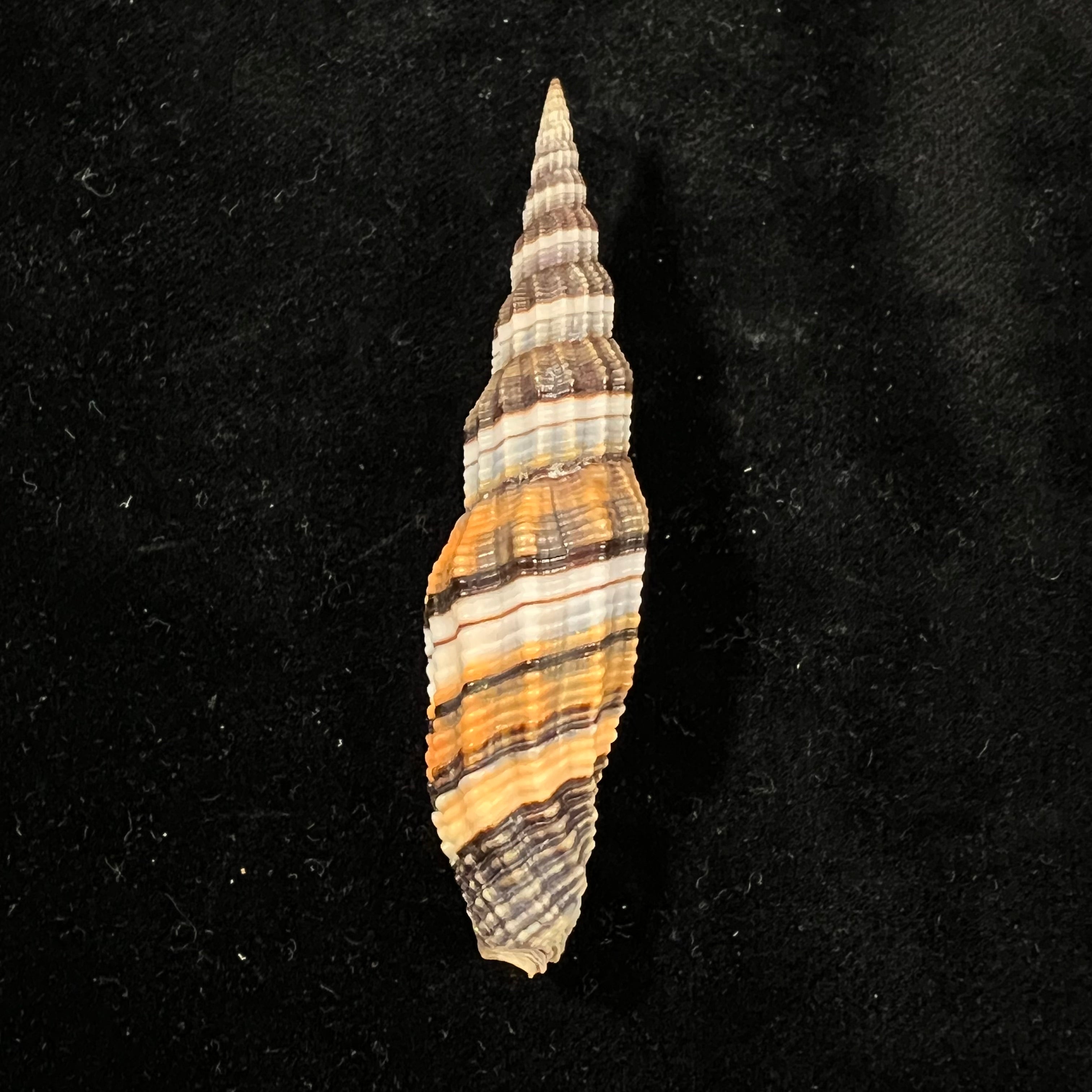 Vexillum tulearense T. Cossignani, 2021 - 72,8mm