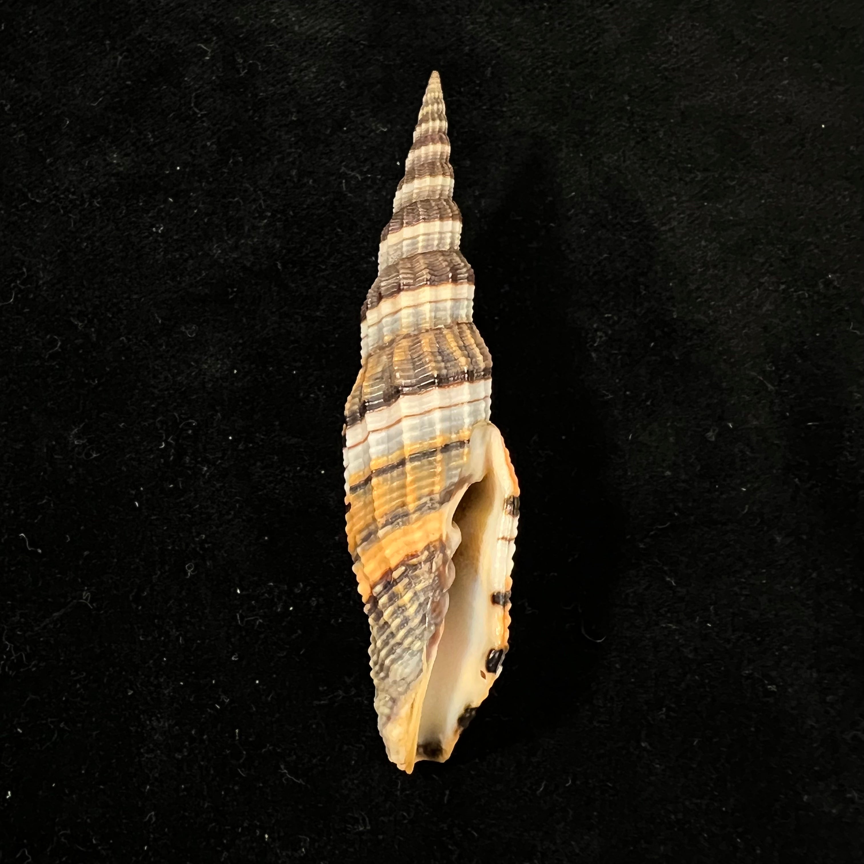 Vexillum tulearense T. Cossignani, 2021 - 72,8mm