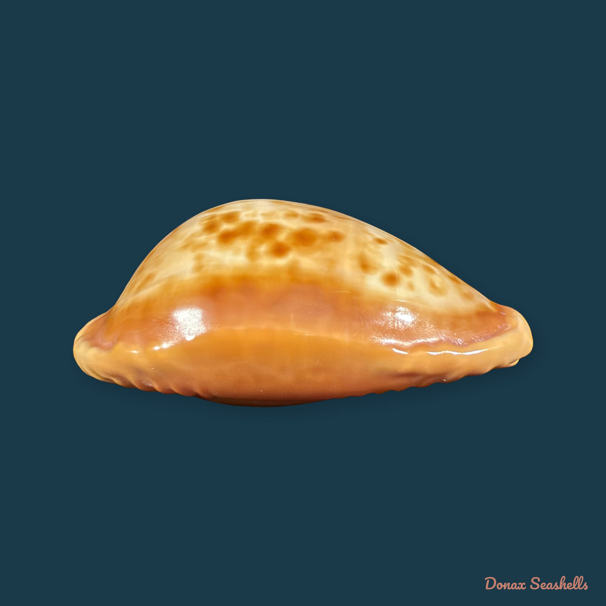 Propustularia surinamensis (G. Perry, 1811) - 44,9mm