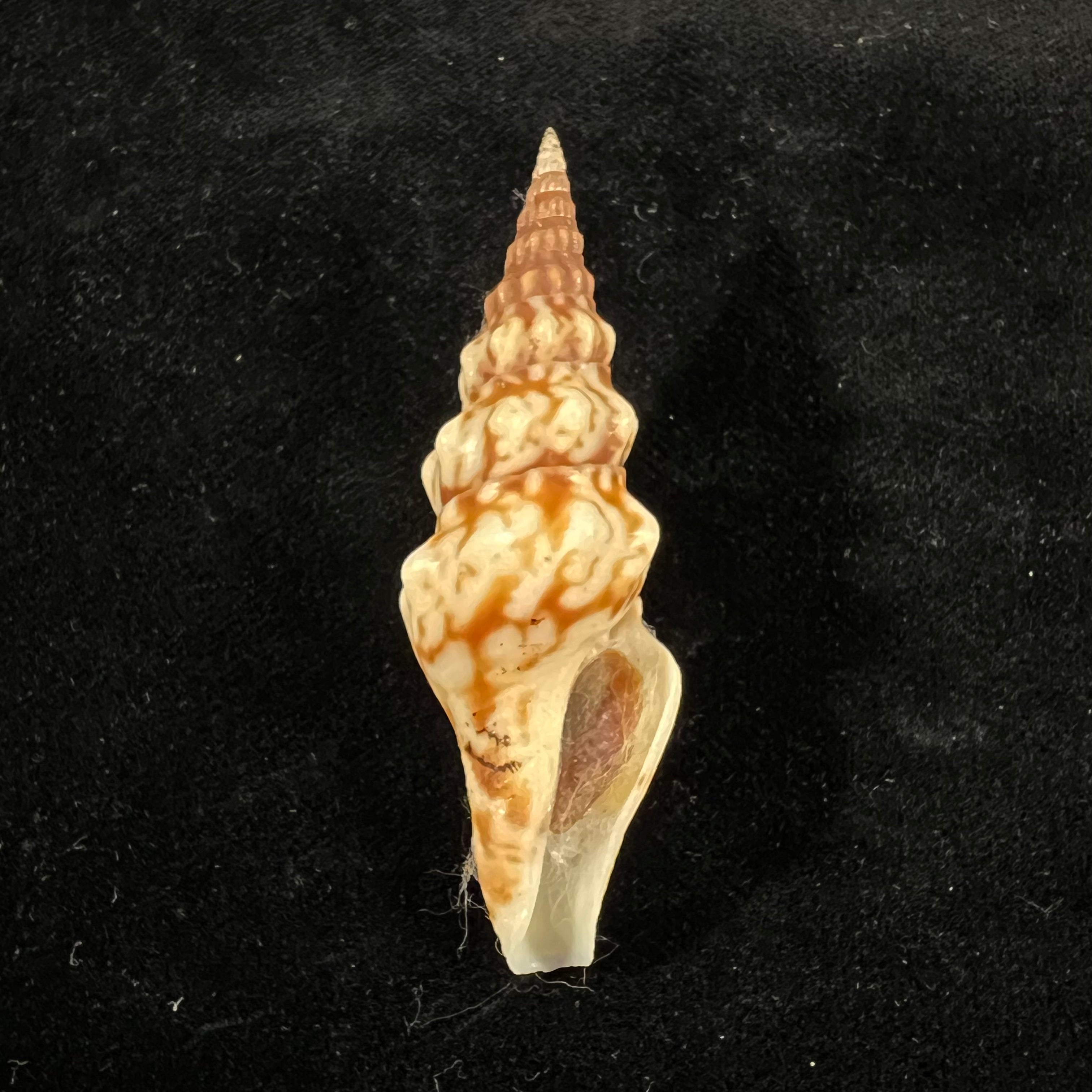 Tiariturris spectabilis SS 浆果,1958 年 - 63 毫米