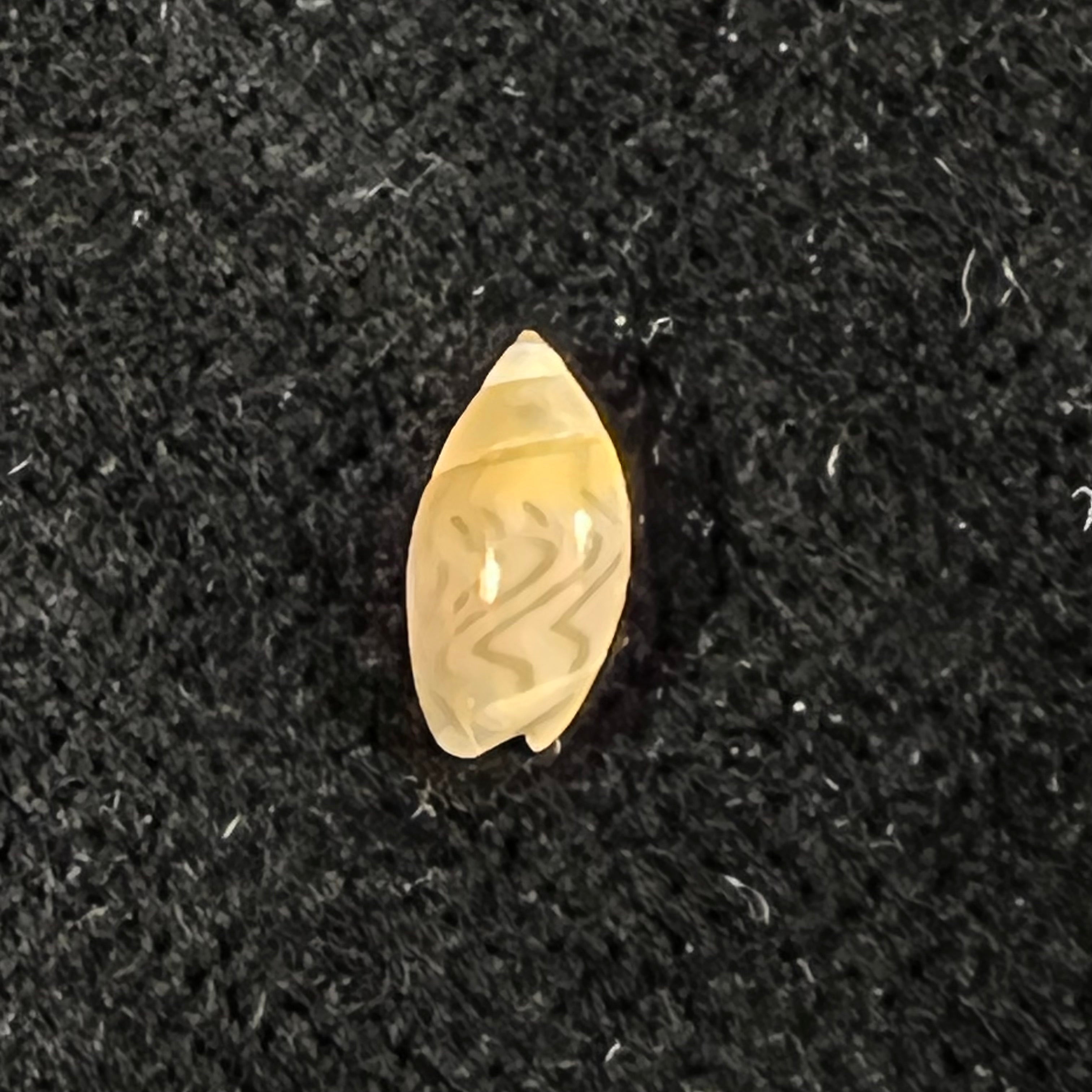 Olivella mutica(萨伊,1822 年)- 8 毫米