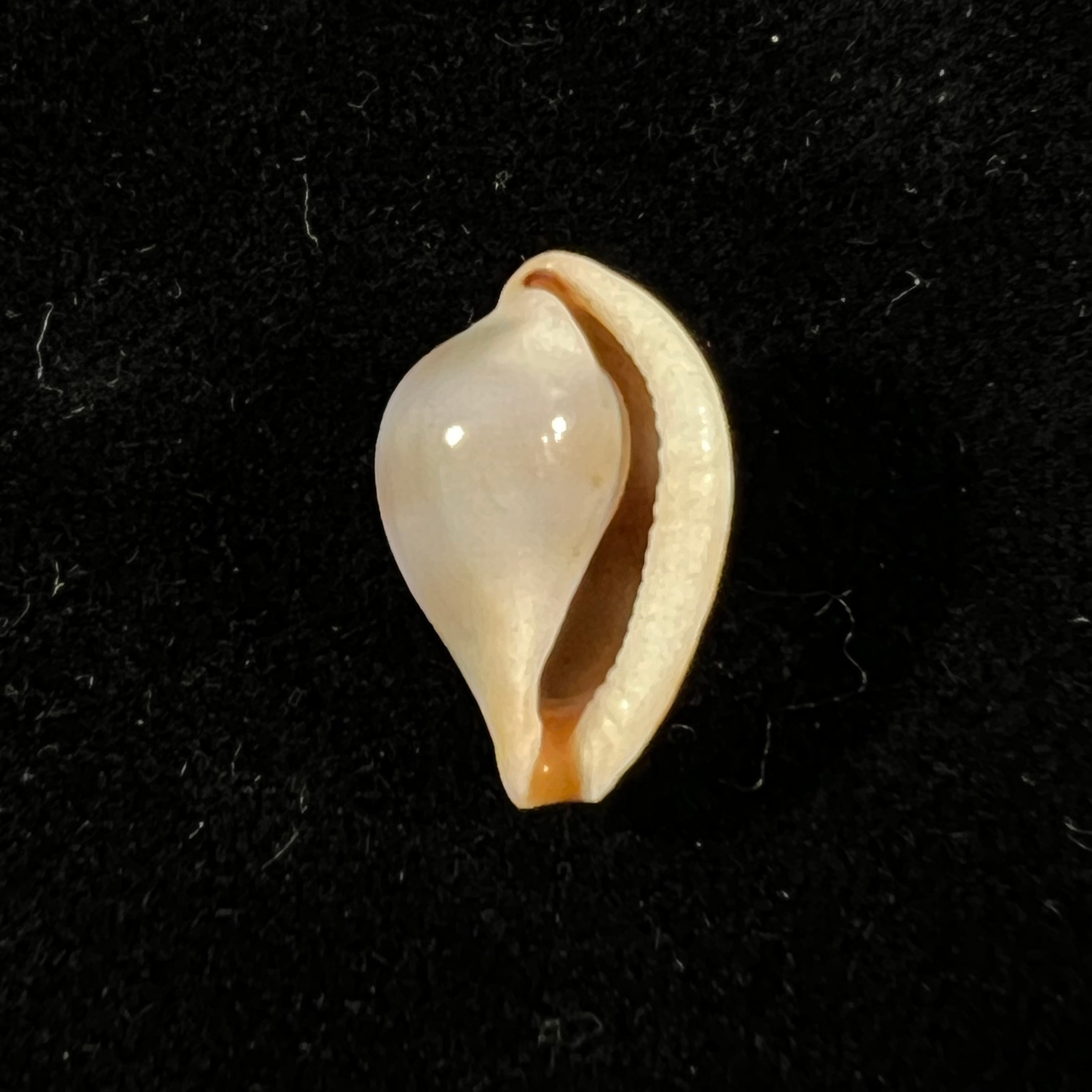 Margovulatinctilis CN Cate, 1973 - 14,8mm