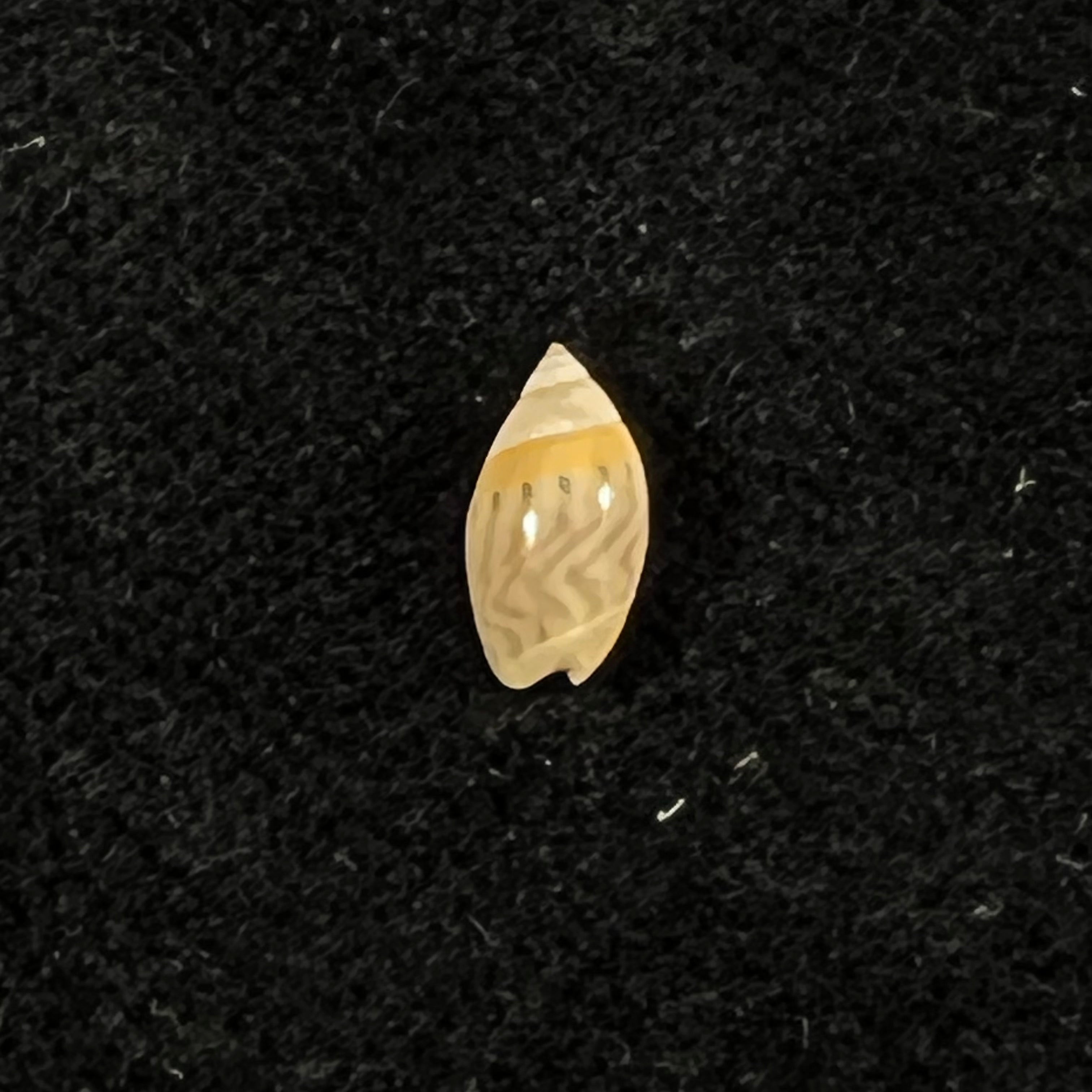 Olivella mutica(萨伊,1822 年)- 8 毫米