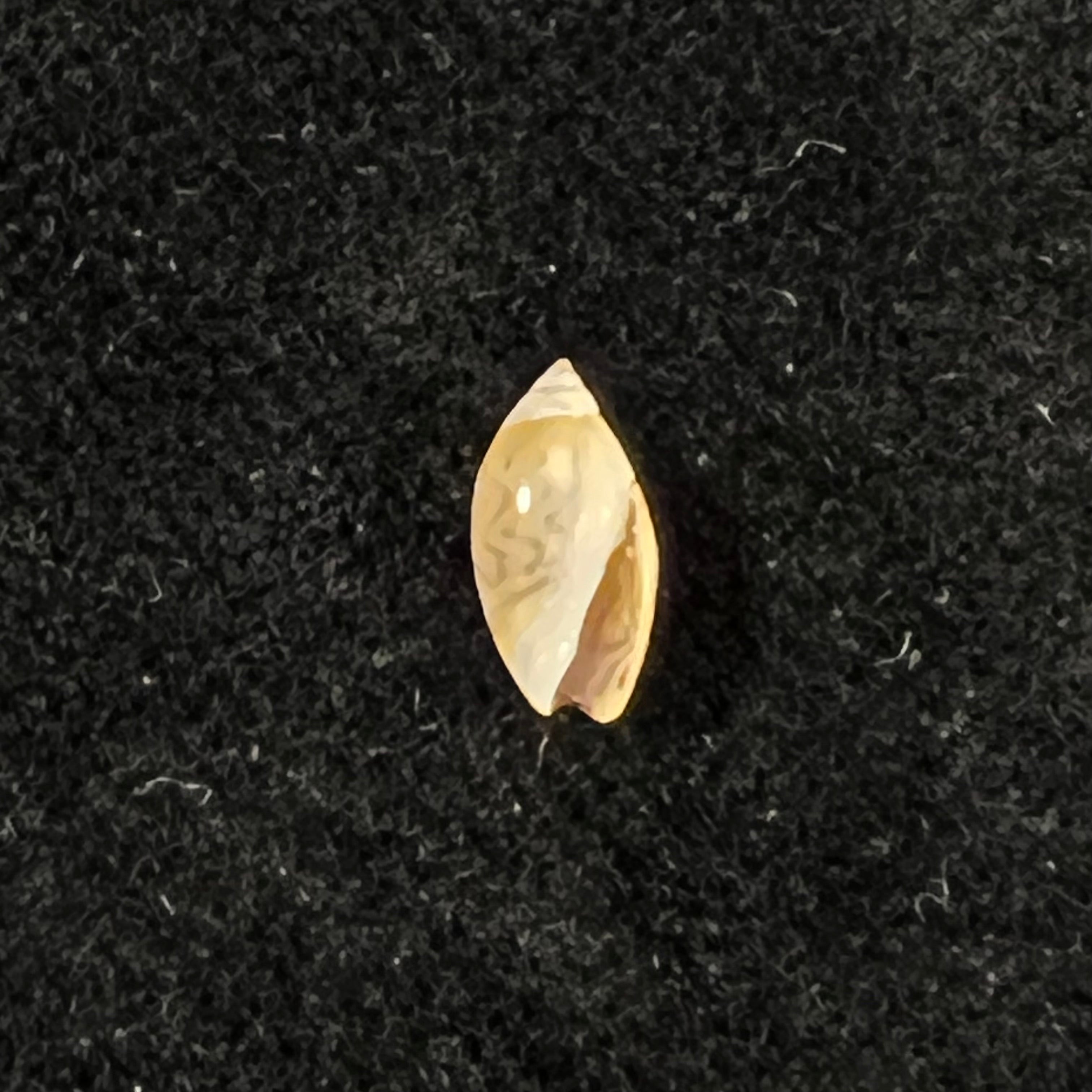 Olivella mutica(萨伊,1822 年)- 8 毫米
