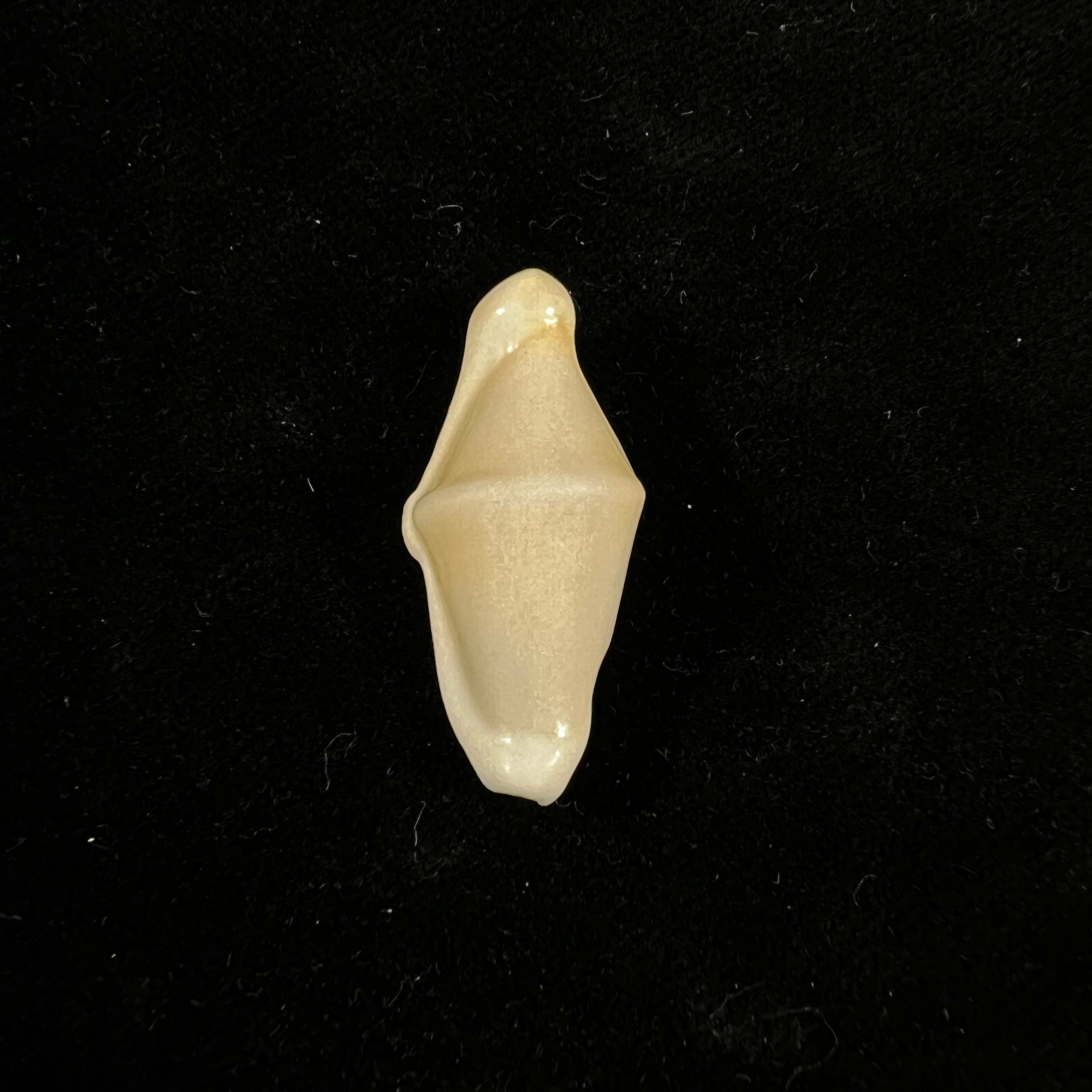Cyphoma macumba Petuch, 1979 - 30,3mm