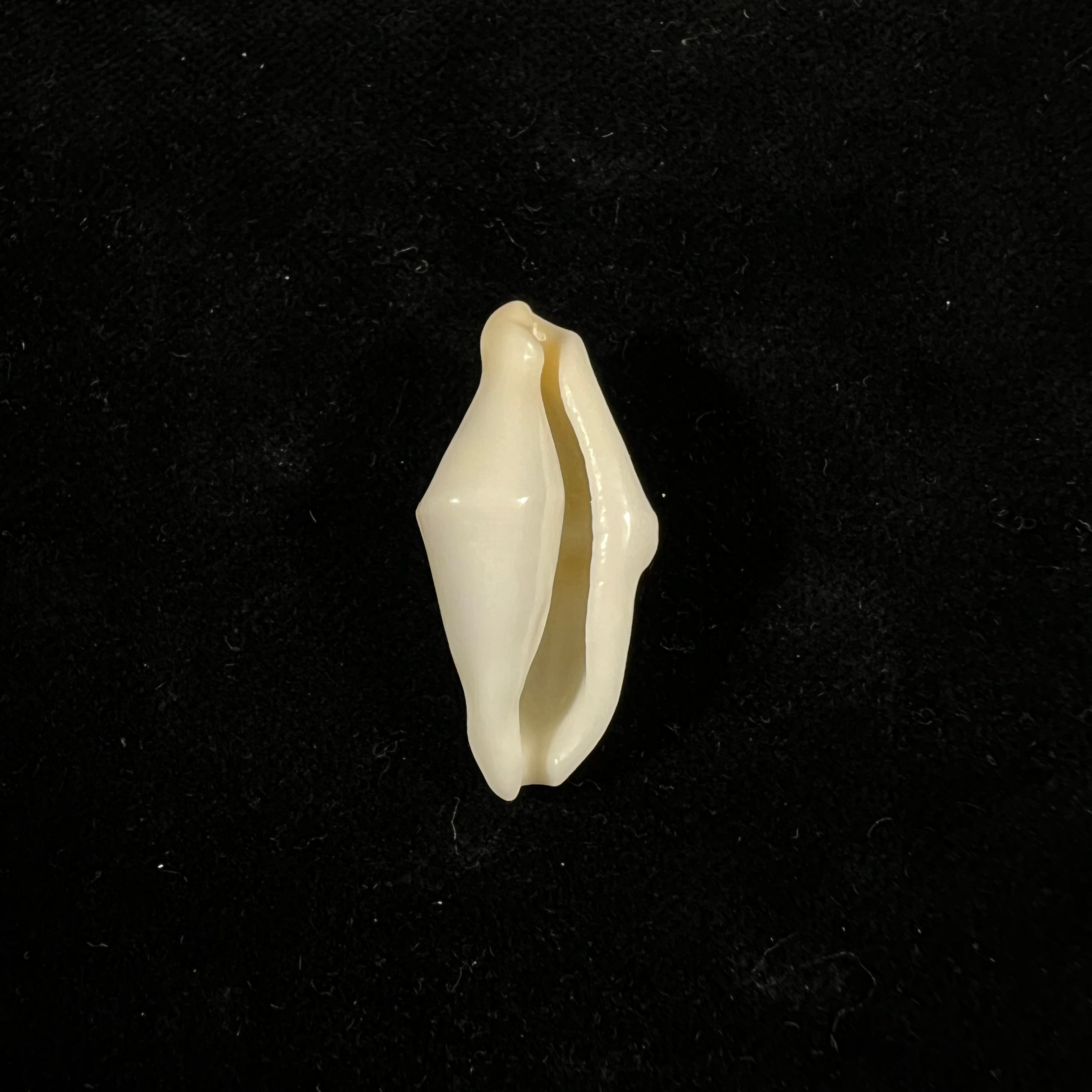 Cyphoma macumba Petuch, 1979 - 30,3mm