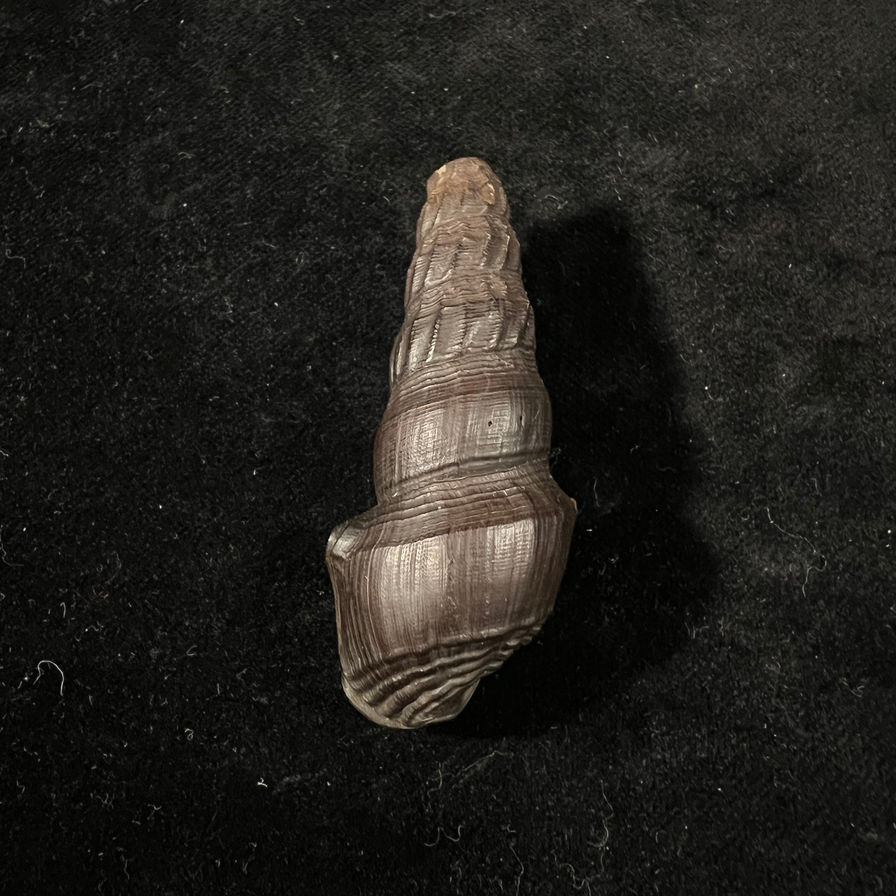Melanatria Fluminea (Gmelin, 1767) - 61mm