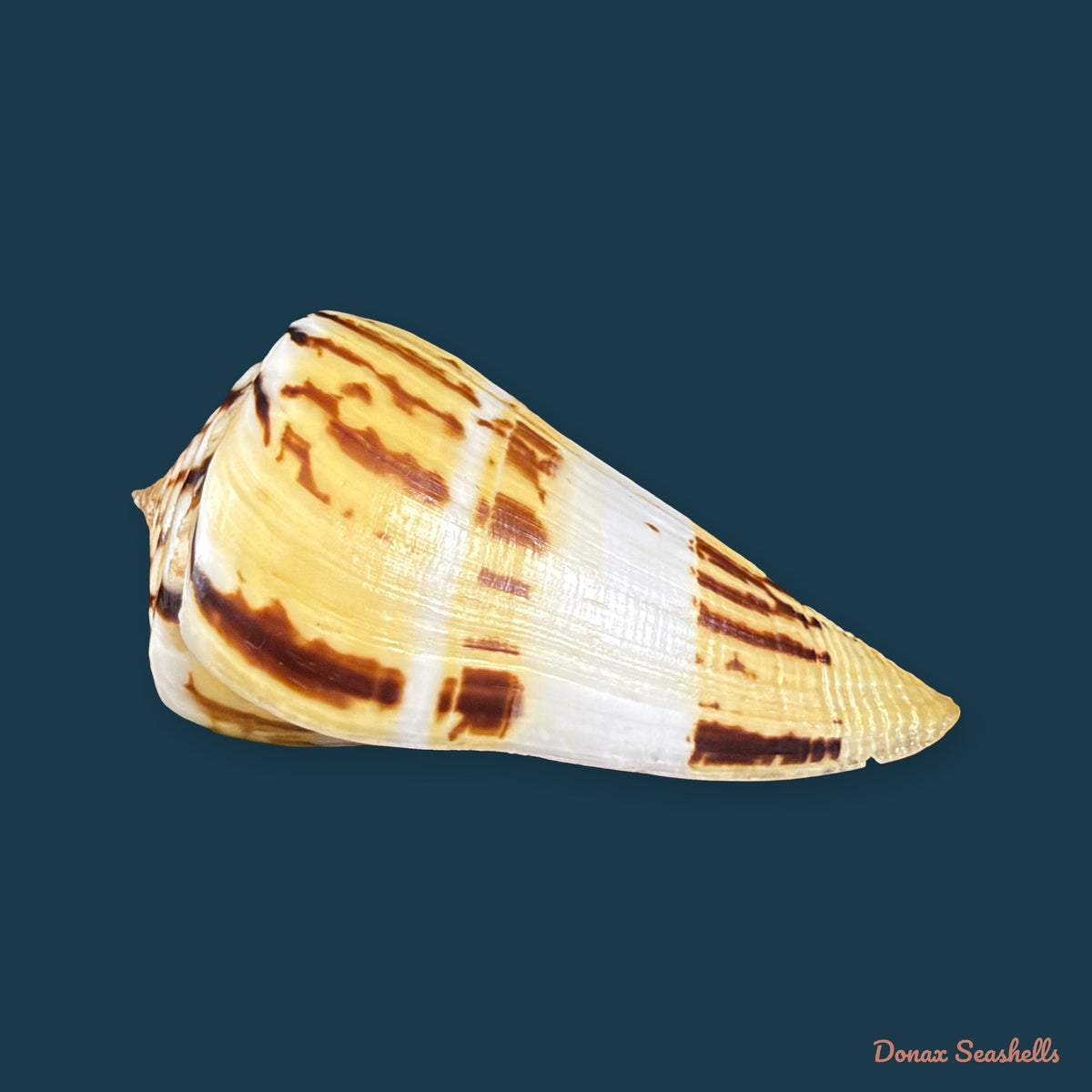 Conasprella centurio (Born, 1778) - 70,4mm