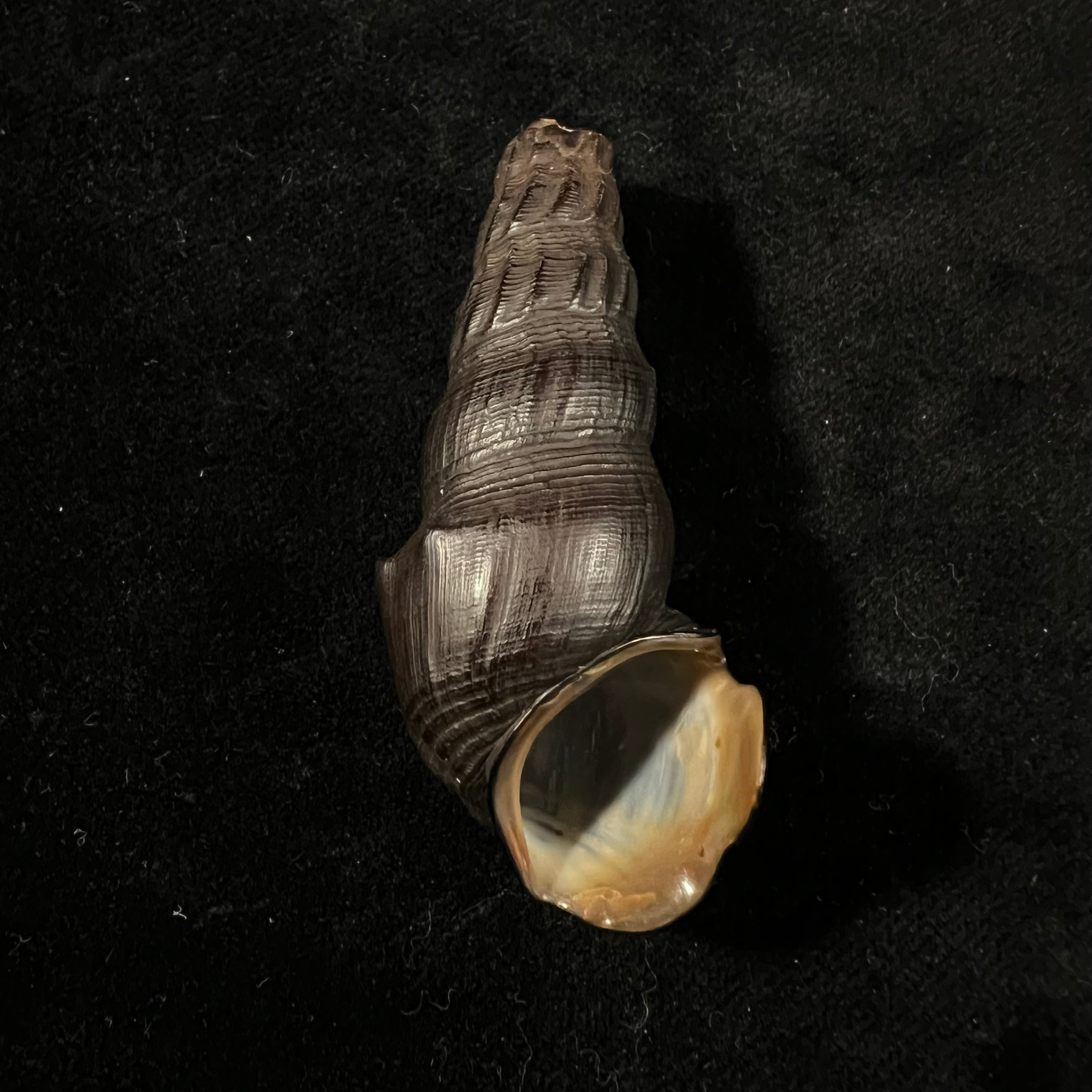 Melanatria Fluminea (Gmelin, 1767) - 61mm