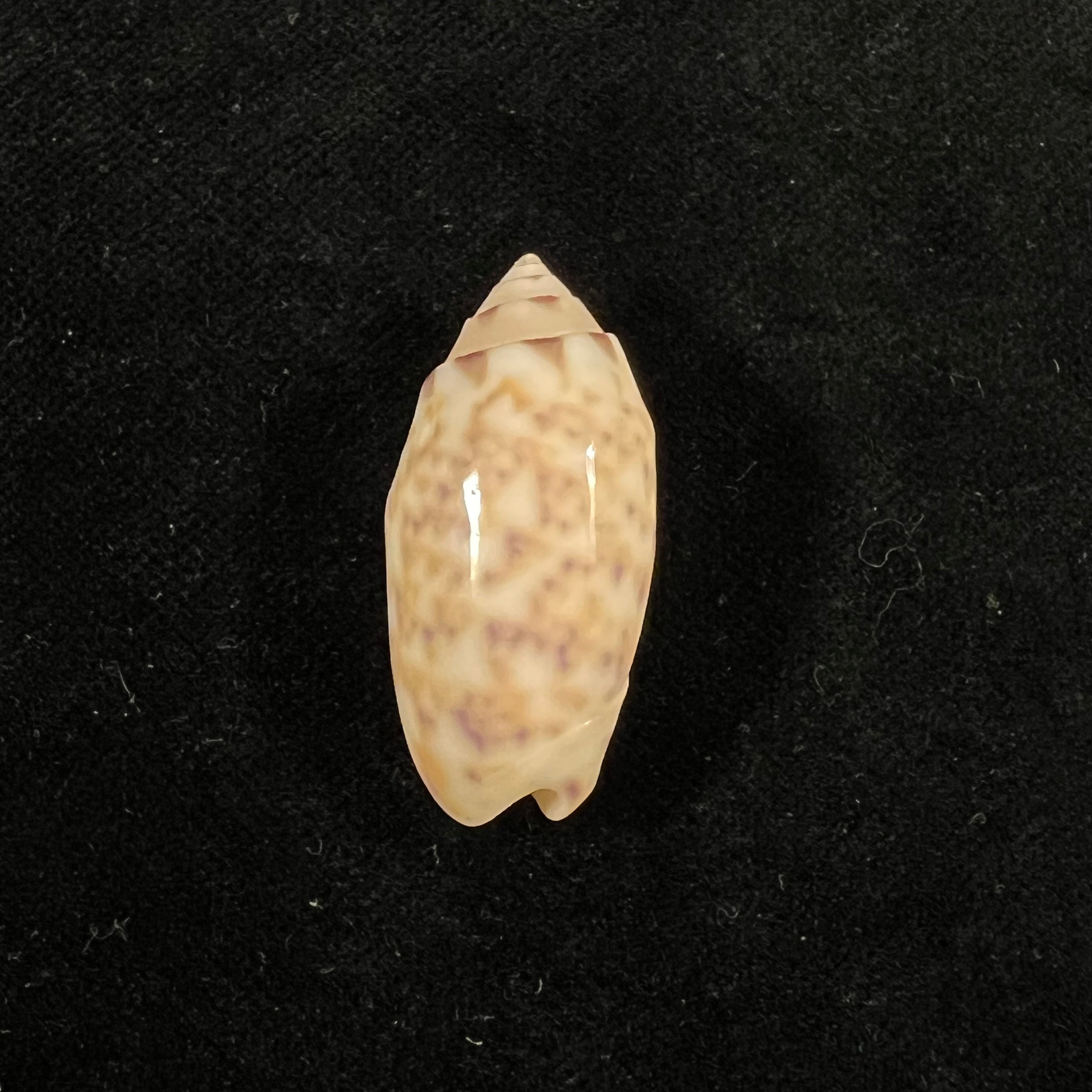 Oliva amethystina (Röding, 1798) - 33,8mm
