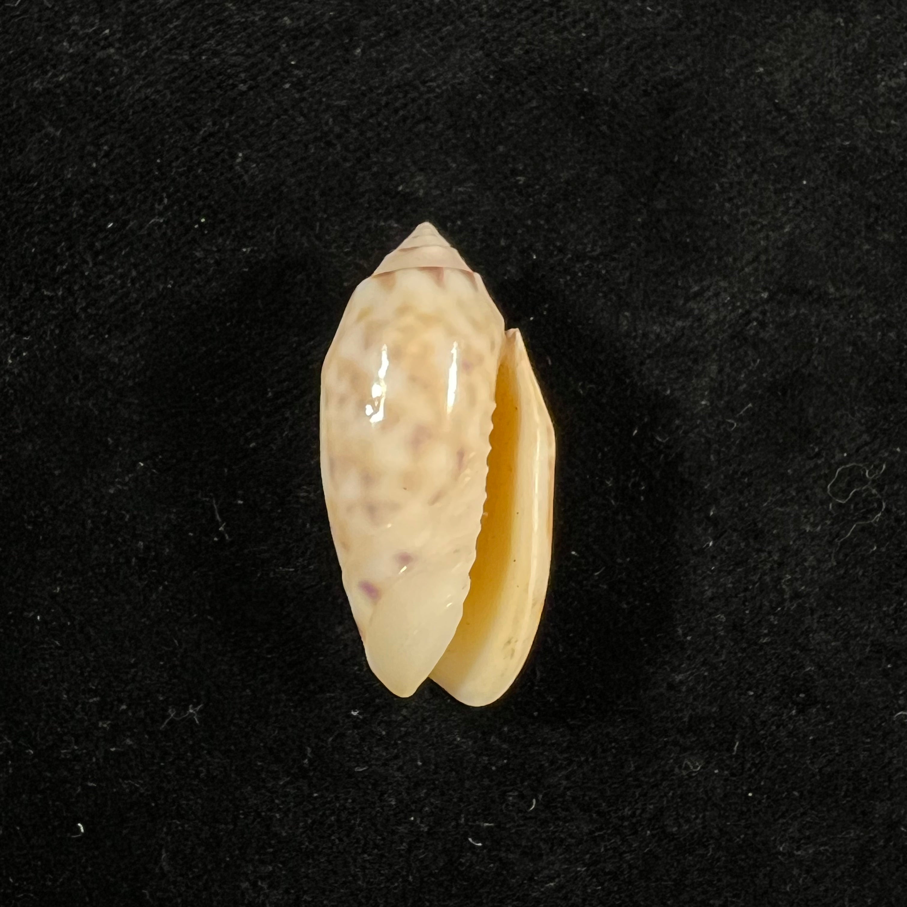 Oliva amethystina (Röding, 1798) - 33,8mm